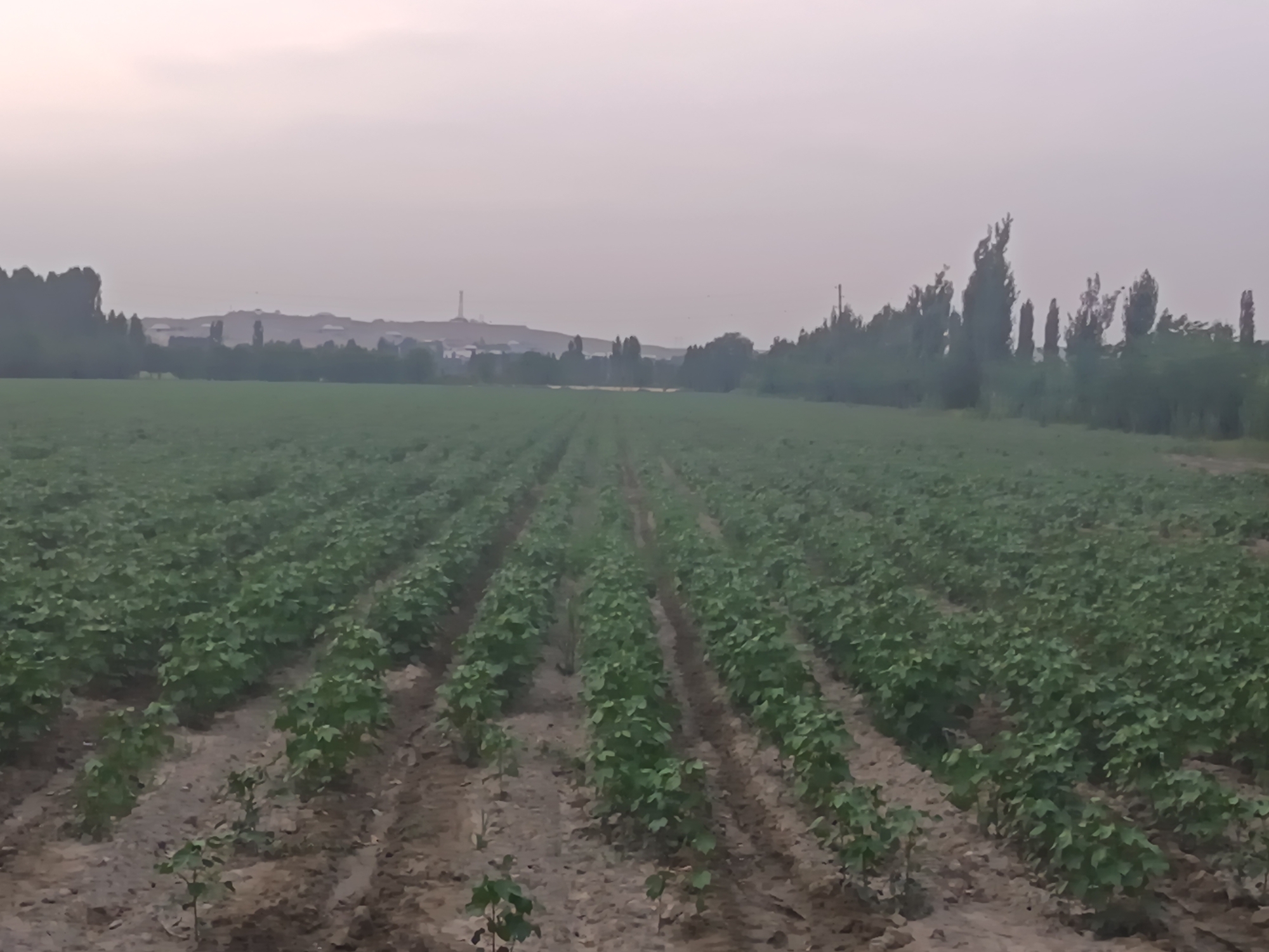 The image depicts a vast agricultural field, likely a cotton field, with rows of young, green plants stretching towards a hazy horizon. The plants are relatively small, suggesting they are in an early stage of growth. The soil appears dry and somewhat patchy, with visible tracks from farm machinery.
In the background, a distant treeline runs horizontally across the frame, separating the field from what appears to be a town or industrial area. Several structures, including what looks like a tall chimney or tower, are visible against the pale, overcast sky. The sky itself is a muted shade of grey or light purple, indicating either dawn, dusk, or a heavily overcast day. The overall atmosphere is subdued and perhaps a bit somber, due to the muted colors and diffused light.
There are no people or animals visible in the image. The focus is entirely on the agricultural landscape and the expansive field. The image seems to capture a quiet moment in the day, likely early morning or late evening, given the soft, diffused light and the absence of harsh shadows. The location is unclear, but the presence of agricultural fields and distant structures suggests a rural or semi-rural setting. No text is visible in the image.