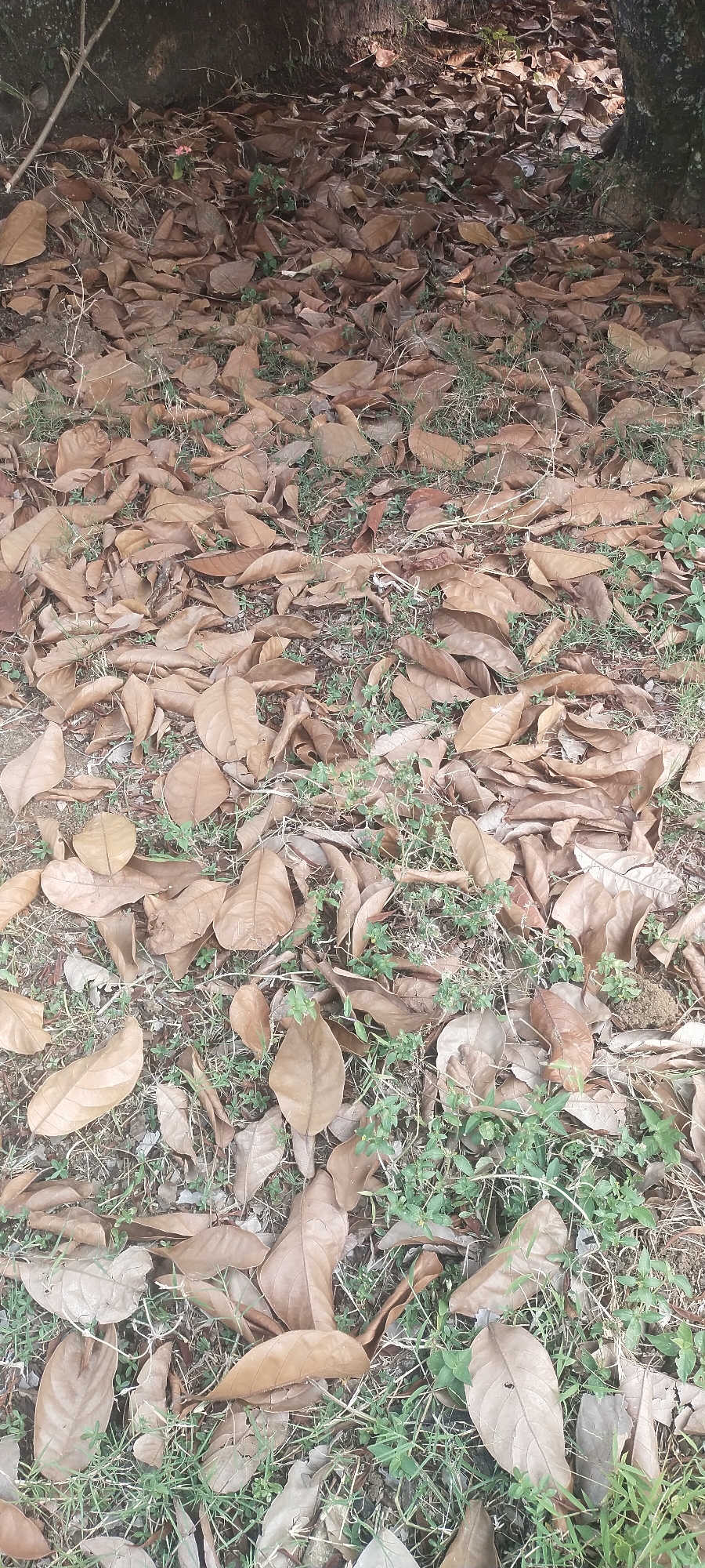 The image depicts a ground-level view of a patch of earth covered in dry, brown leaves and sparse green grass. The leaves are varied in size and shape, scattered across the surface and forming a thick layer in some areas. Small tufts of green grass poke through the leaf litter. In the upper left portion of the image, the dark, textured bark of a tree trunk is visible, along with some bare branches. The overall impression is of a natural outdoor setting, likely a park or forest floor, in a location such as Pasirhuni, Indonesia. There are no people or animals visible in the image.