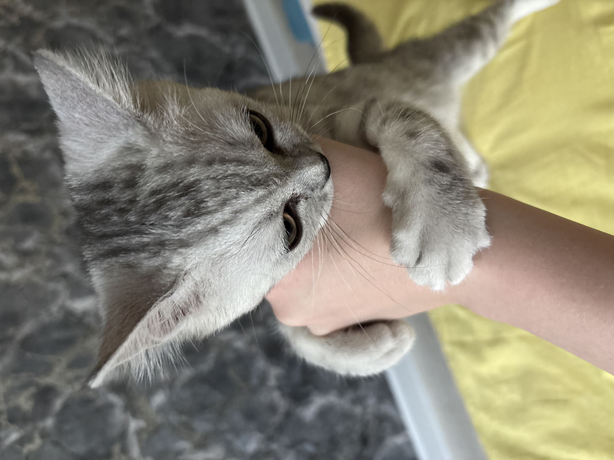 A gray tabby cat is biting a person's hand. The cat has light brown eyes. The background is a marble countertop and a yellow surface. The image appears to be taken indoors. There is no evidence to suggest this photo was taken in Izhevsk, Russia.
