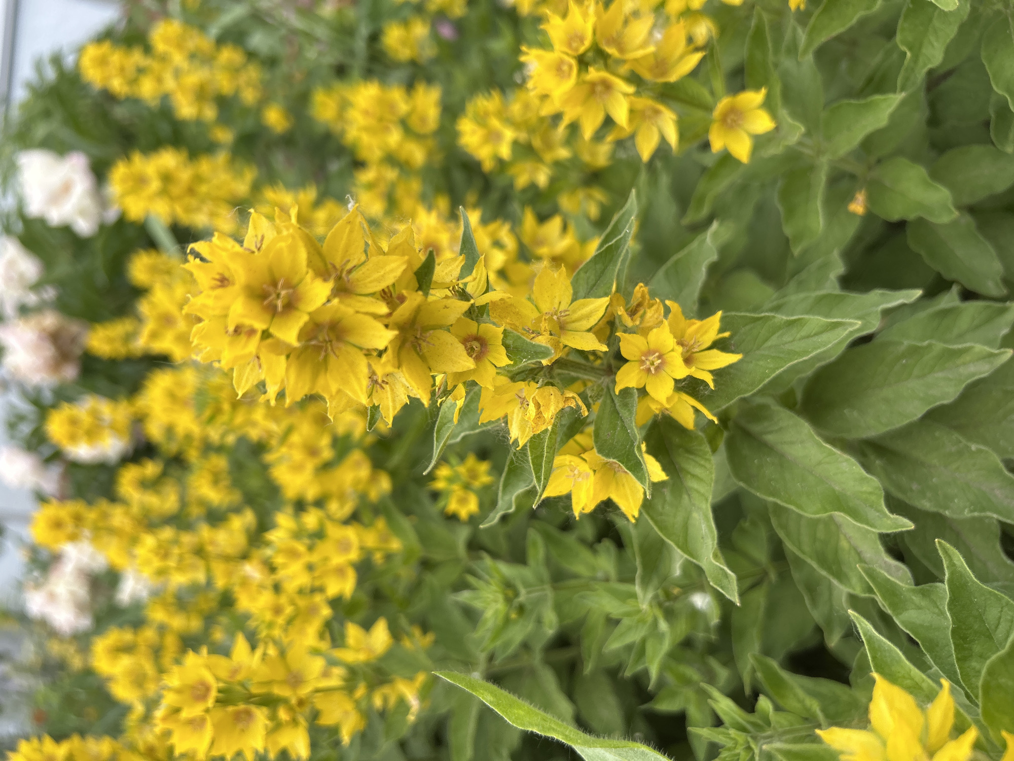A close-up, slightly out-of-focus photograph captures a dense cluster of bright yellow flowers with green foliage. The flowers are star-shaped with five petals and are arranged in tall spikes. Some of the flowers are fully open, revealing delicate centers, while others are still in bud form. The leaves are lance-shaped and have a slightly serrated edge, with visible veins. The background is a blur of more yellow flowers and greenery, suggesting a garden or park setting. No people or man-made structures are visible. The image does not provide any information about the city of Chaikovsky, Russia.