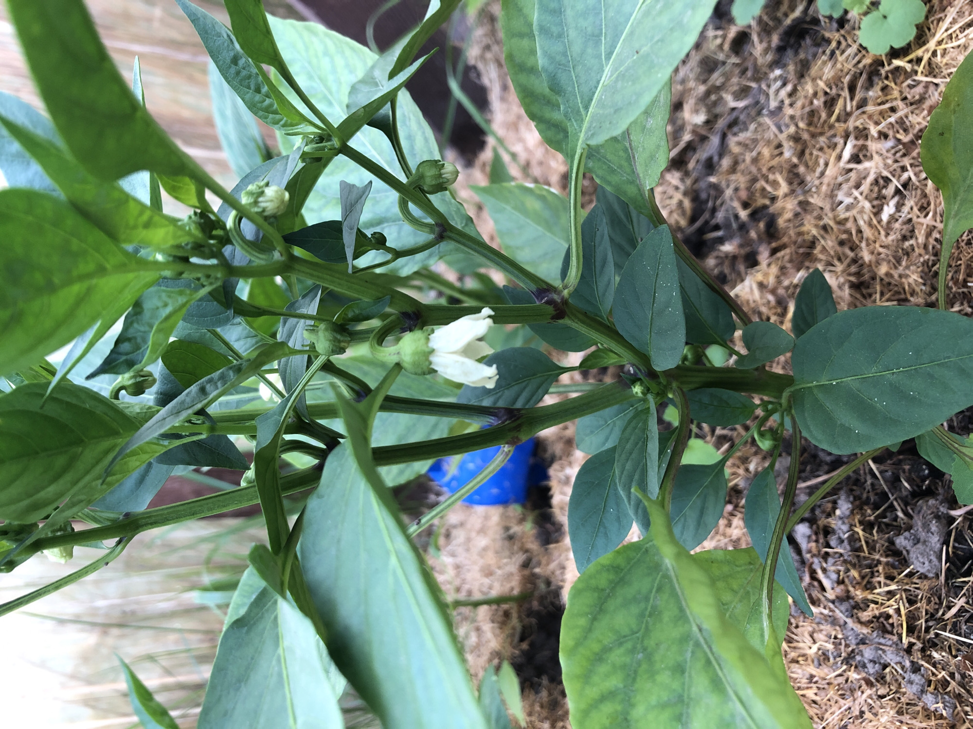 The image shows a close-up of a young pepper plant with several green leaves and developing flowers and fruit. The plant is growing in a garden bed covered with mulch, and a blurred blue object is visible in the background. The overall lighting suggests it is daytime, and the scene is consistent with an outdoor garden environment. There are no people or animals visible in the image. The specific location in Zhukovo, Russia, cannot be determined from the visual information provided in the image.