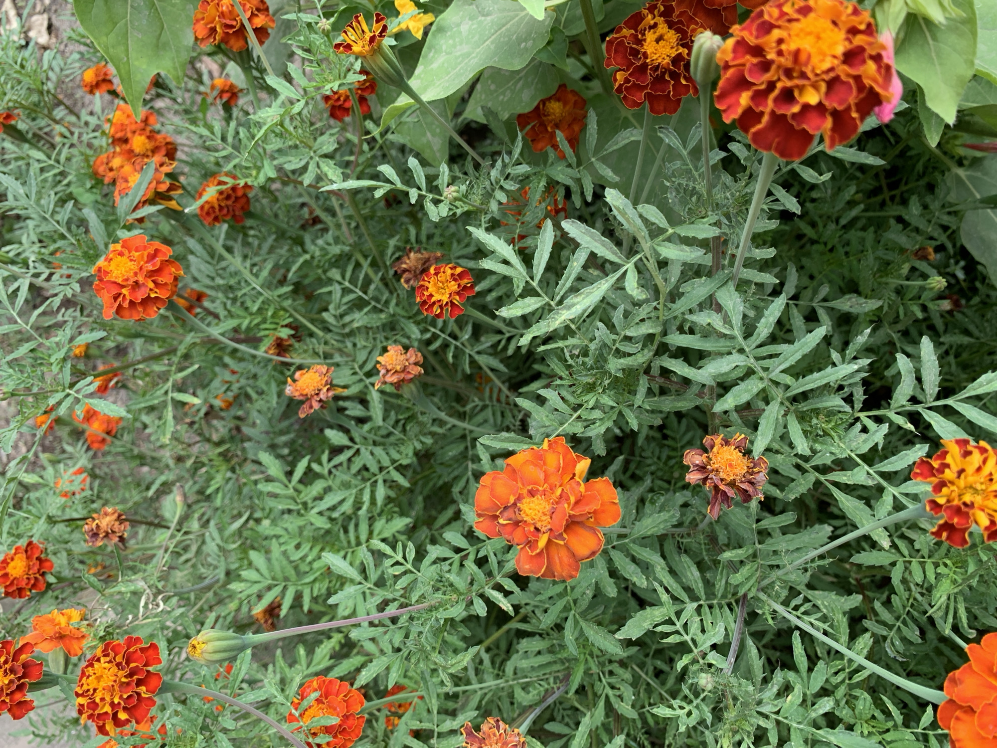 A top-down, medium shot captures a dense cluster of marigolds in various stages of bloom and decay, situated in a garden setting. The flowers are predominantly in shades of orange and red, with some featuring darker, reddish-brown tips on their petals. The foliage is a deep green, with the characteristic fern-like leaves of marigolds filling the frame. Several buds are visible, some partially open, and a few dried, wilting flowers are also present. The background is a blur of more greenery and what appears to be soil. The scene suggests a natural, outdoor environment.