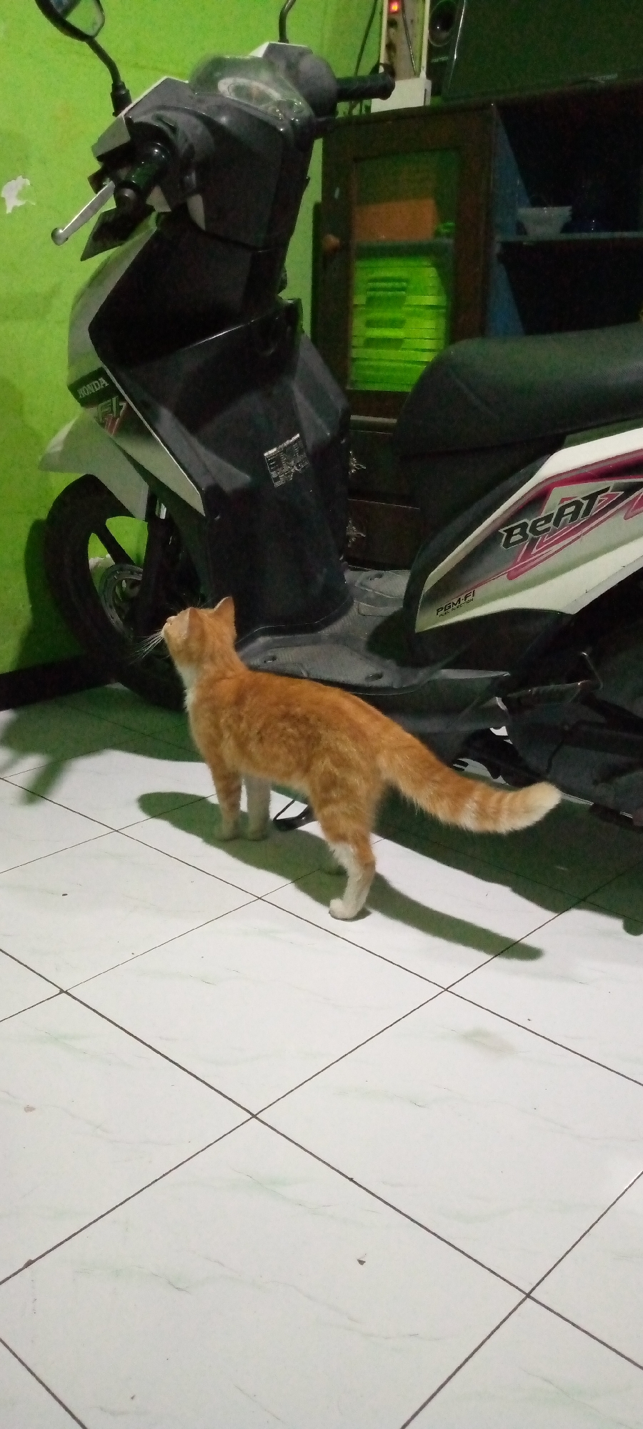 An orange cat stands on a tiled floor, facing left, with its tail curved upwards. The cat is in front of a white and black scooter. The scooter has "BEAT" written on its side. Behind the scooter is a dark wooden cabinet with glass doors, revealing green items inside. A bright green wall is visible to the left of the scooter. The scene appears to be indoors, possibly in a garage or covered area in Sumberwono, Indonesia.