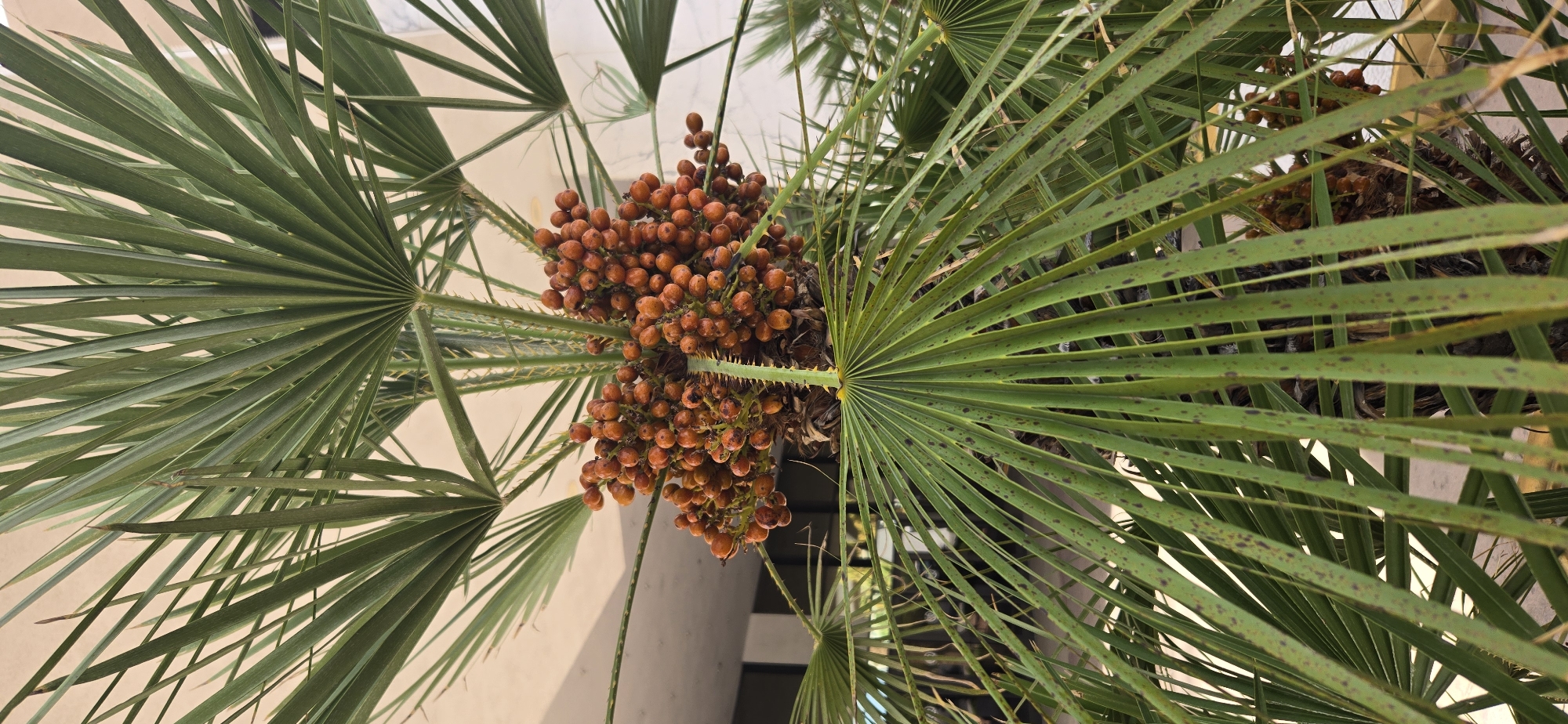 A close-up, vertical shot shows a cluster of small, round, orange berries growing from a palm tree in Las Vegas, Nevada. The berries are clustered tightly together on a stalk, with some appearing slightly shriveled. The palm fronds, which are long and green with some brown speckling, fan out around the berries. The background is blurred, showing the side of a light-colored building with architectural elements that suggest it may be a hotel or resort. The overall scene is naturalistic, highlighting the fruit of the palm tree.