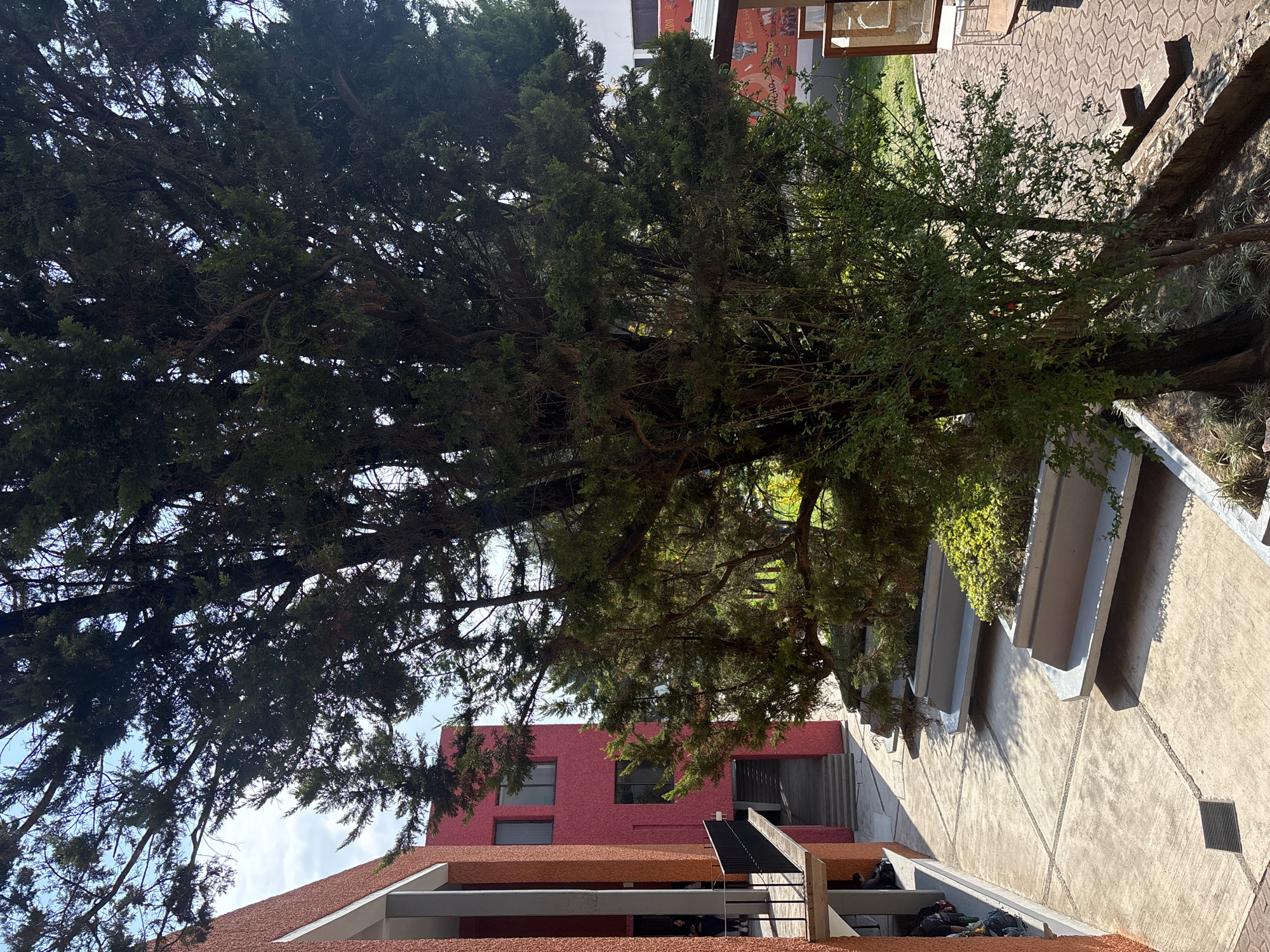 The image shows an exterior view of a building in San Andrés Cholula, Mexico. A large tree dominates the upper portion of the frame. The building is constructed with red-colored brick and features modern architectural elements. Concrete walkways and outdoor seating are visible. The sky is partially obscured by the tree branches. The scene appears to be a campus or educational setting based on the architectural style and outdoor space. People appear to be standing and sitting in the shade of the buildings.