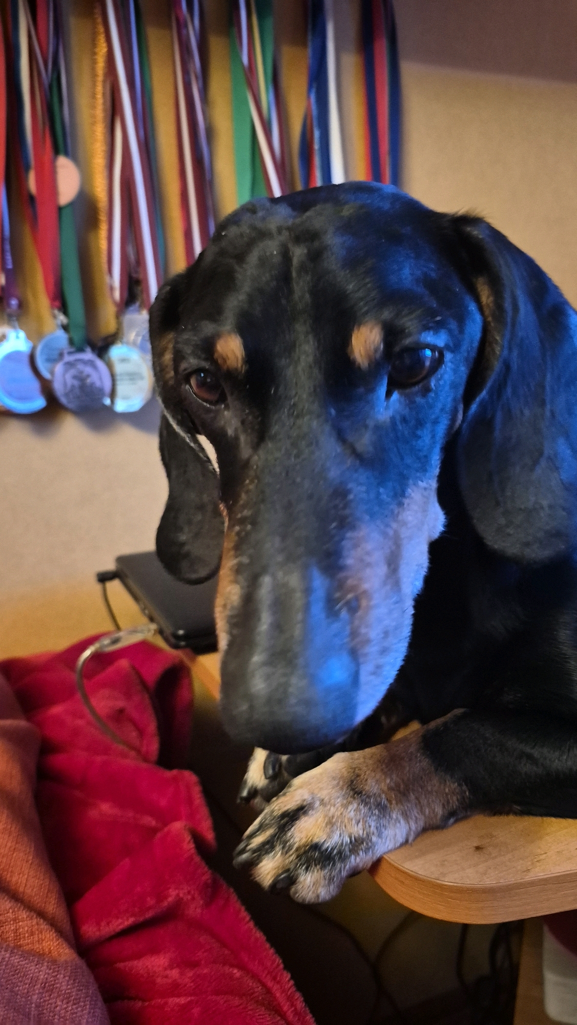 A black and tan dachshund dog is resting on a wooden surface. Behind the dog, a wall displays several colorful ribbons and medals. To the left of the dog, a red blanket is visible. The dog's face is illuminated by blue light. The scene appears to be indoors, potentially in a home environment in Krauja, Latvia.