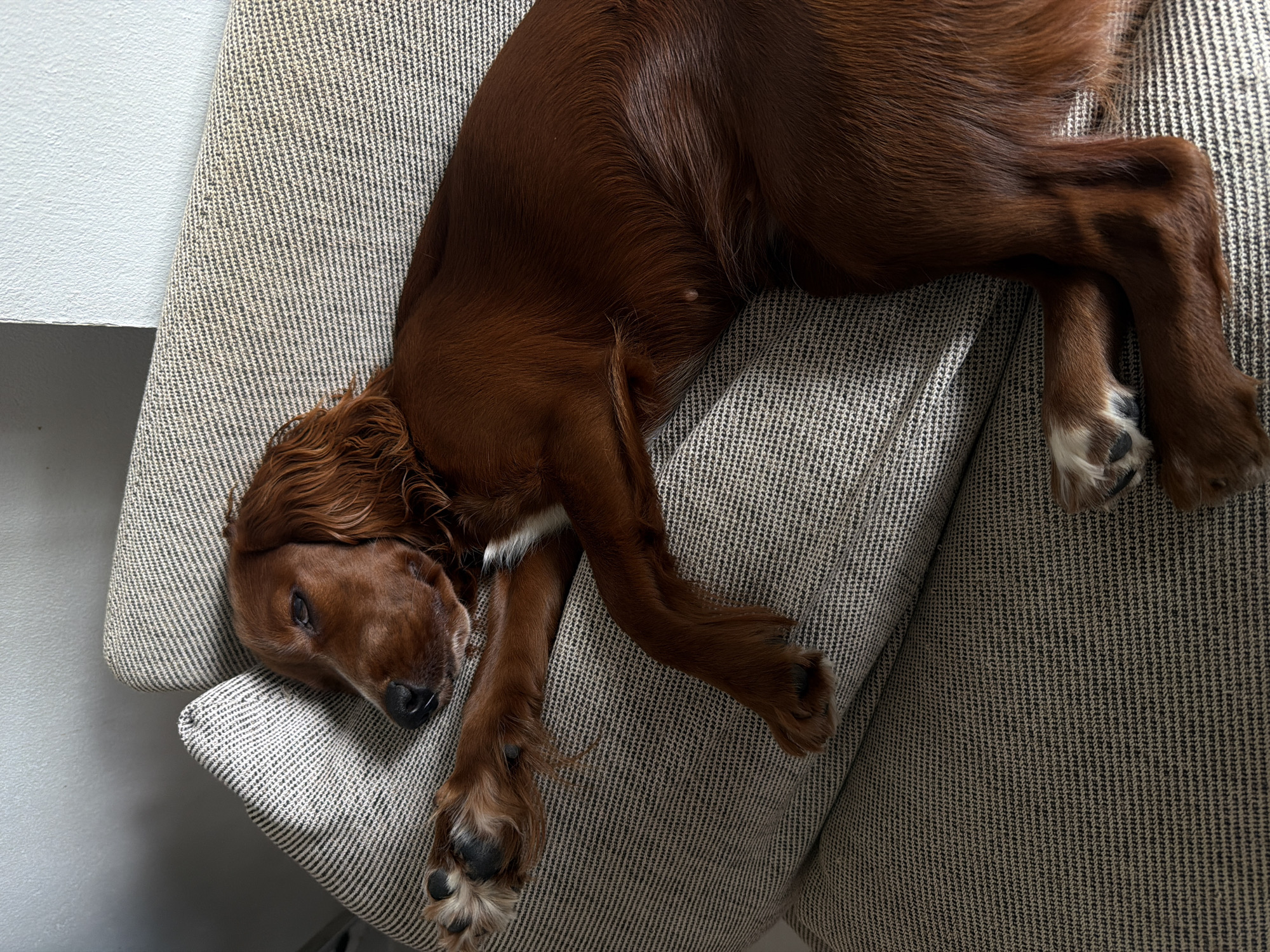An Irish Setter dog is lying on a sofa. The dog has reddish-brown fur and is resting its head on its paws. The sofa is upholstered in a fabric with a striped pattern of black and light grey threads. The background consists of a light grey wall. The image appears to have been taken indoors. The location is not discernible from the image itself.
