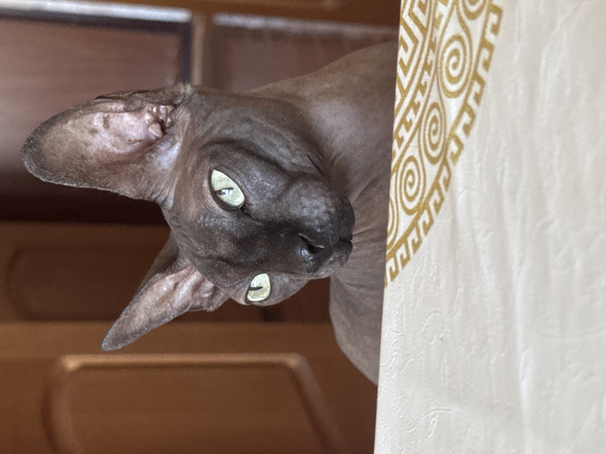 A Sphinx cat with dark skin and striking green eyes is looking to the left, with its head partially obscured by a textured, light-colored cloth with a gold pattern. The cat's ears are prominent and its skin appears wrinkled. The background consists of a blurred, warm-toned environment, possibly a room with wooden elements. The cat is positioned on or near the edge of the cloth. The image does not provide any specific location information within the city of Tiraspol, Moldova.