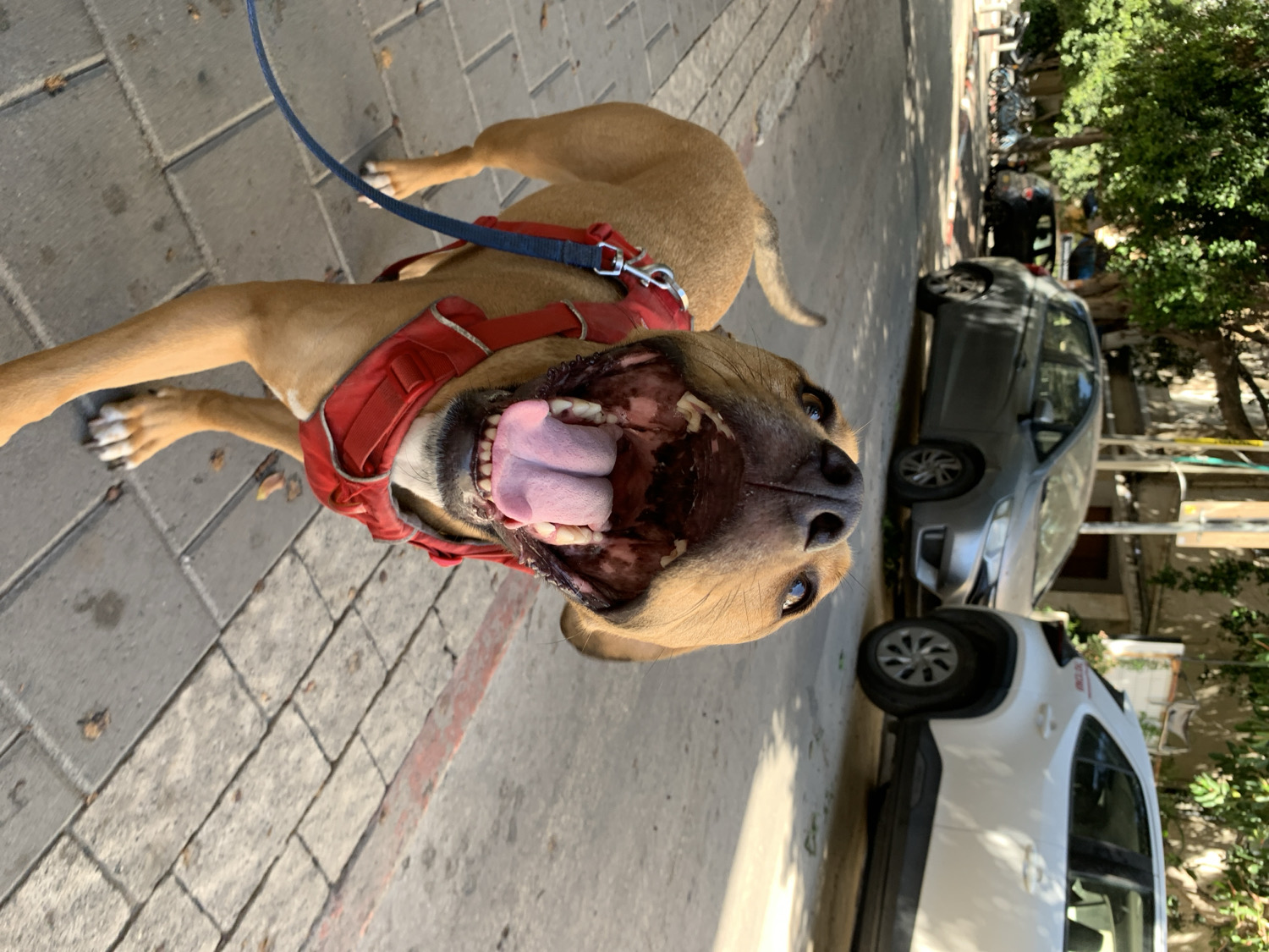 This image captures a close-up, low-angle perspective of a happy or panting light brown dog wearing a red harness and a blue leash, seemingly during a walk in Tel-Aviv, Israel. The dog is facing directly towards the viewer, its mouth wide open, revealing its tongue and teeth, conveying excitement or the act of cooling down on a warm day. Its paws are visible on the light-colored paved sidewalk.
In the background, to the right of the dog, an urban street scene unfolds under bright sunshine, indicated by the strong shadows cast by trees and vehicles. A grey hatchback car and a white SUV are parked alongside the road. The white SUV has red text on its side, partially visible, which appears to be Hebrew, including the word "מבצע" (Mivtza), meaning "Sale" or "Operation." Lush green trees line the street, and glimpses of buildings can be seen beyond the parked cars. The setting appears to be a typical sunny day in an Israeli city, with the dog as the central, joyful focus.