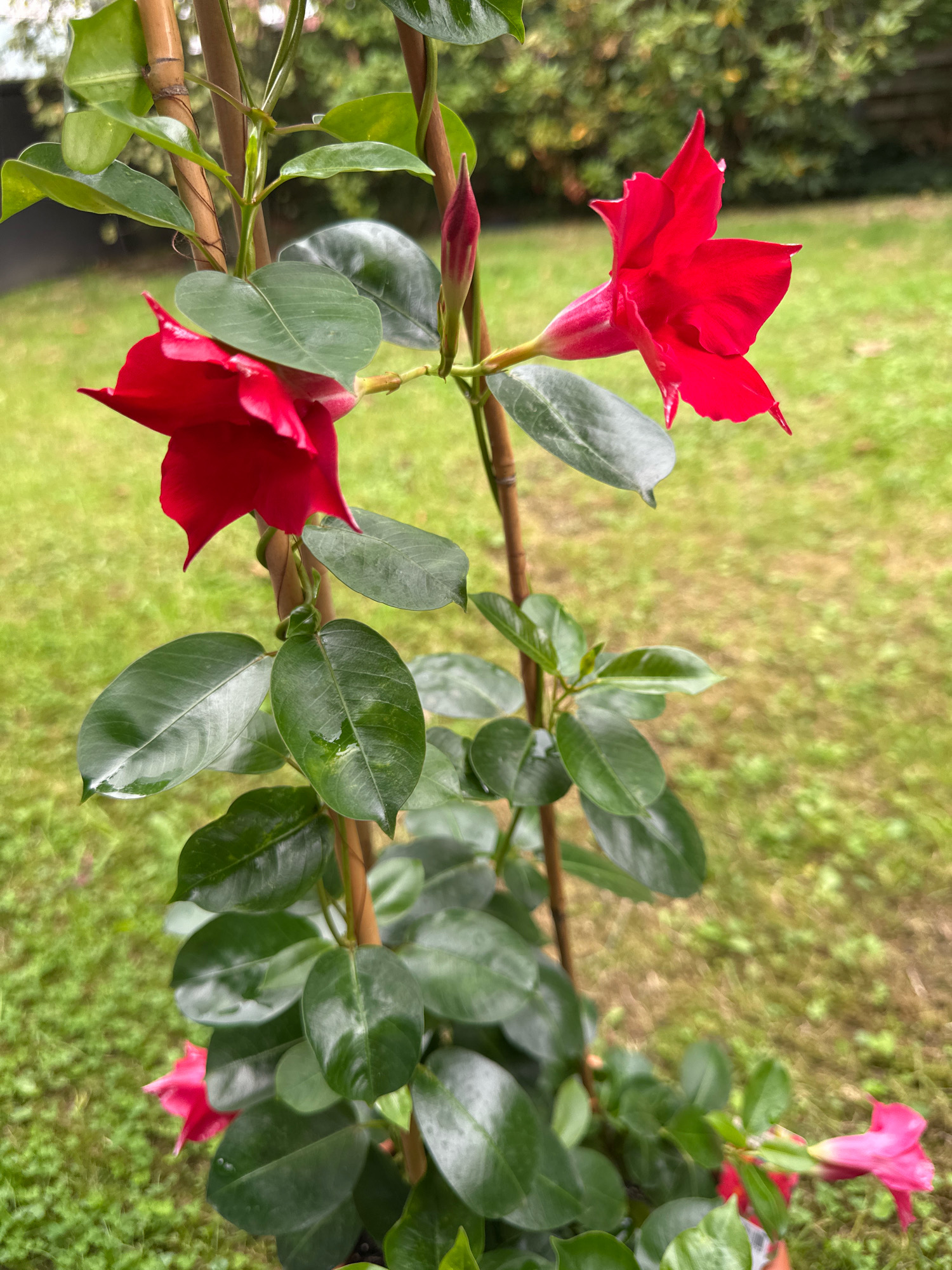 This is a close-up, eye-level, outdoor photograph of a potted red Mandevilla vine against a blurred background of green grass and trees. The vine has dark green, glossy leaves and is supported by bamboo stakes. Two large, trumpet-shaped red flowers are in focus, along with a developing red bud. There are also smaller pink flowers visible at the bottom of the frame. The leaves appear wet, suggesting recent rain or watering. The overall impression is of a healthy, vibrant plant in a garden setting. The location is Krefeld, Germany.