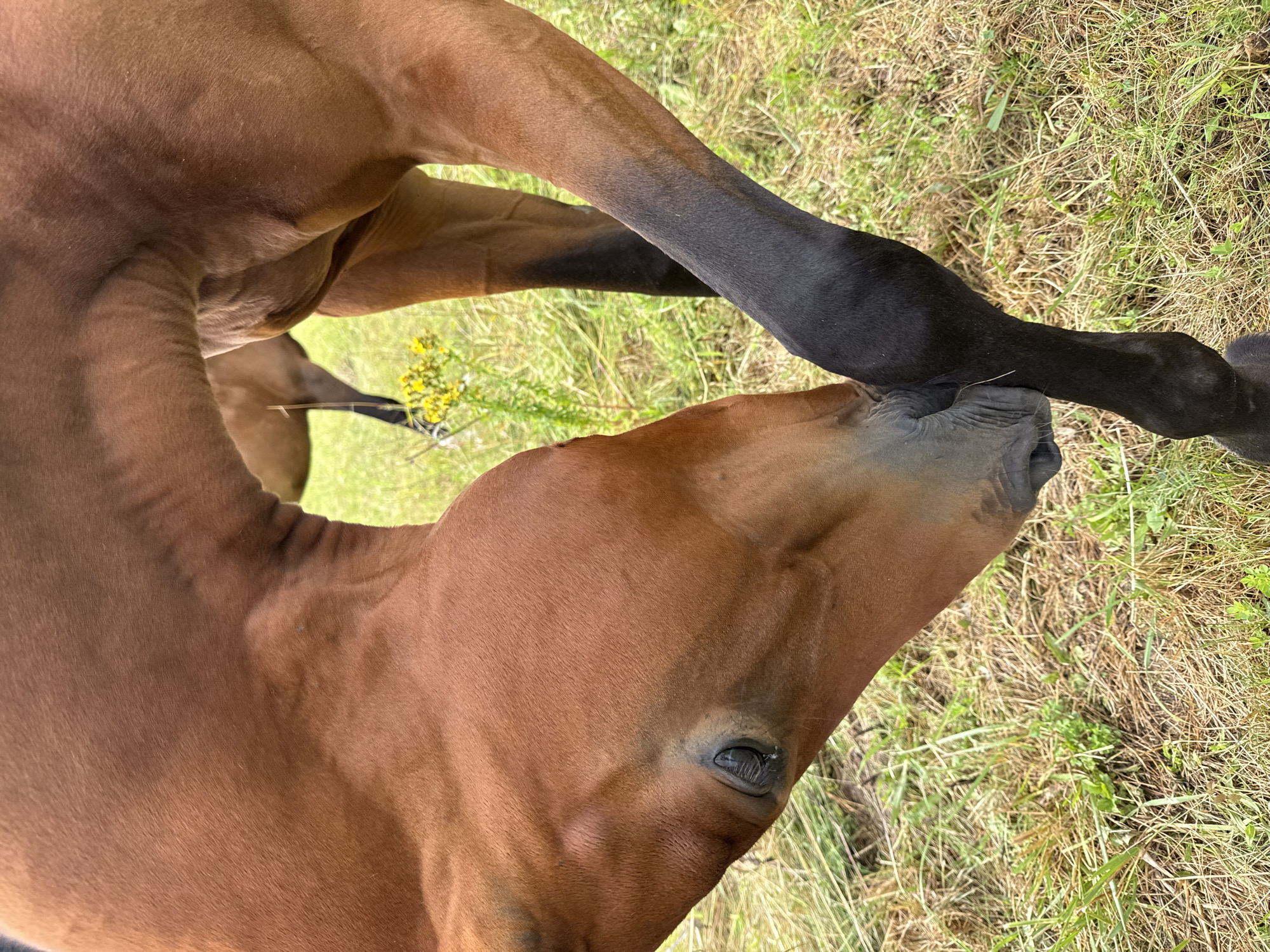 In Galinė, Lithuania, a brown horse with dark lower legs is shown in a close-up, low-angle shot outdoors. The horse is bending its neck down, touching its foreleg with its muzzle. The environment consists of dry and green grass, with some small yellow flowers visible in the background. The horse's eye, muzzle, and the musculature of its neck and legs are prominently featured.