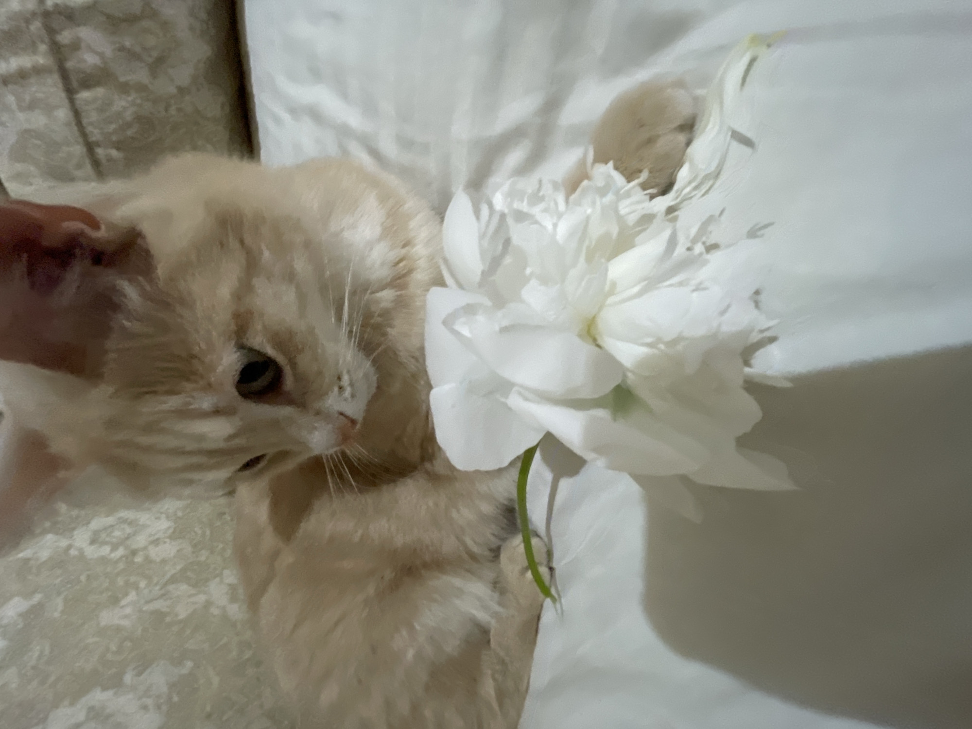 The image shows a close-up, top-down view of a fluffy, cream-colored cat lying on a white surface. A large, white peony flower with many petals is positioned next to the cat, partially obscuring its body. The cat is looking towards the right of the frame, with one eye visible. Its ears are alert, and its fur appears soft and well-groomed. A hand is gently petting the cat's head from the left side of the frame. The white surface the cat and flower are on seems to be made of soft fabric, possibly bedding or a blanket, with a textured pattern visible in the lower left corner. The lighting suggests it is daytime, but there are no clear indicators of the specific time of day or weather conditions. The overall mood is peaceful and serene, with the cat appearing relaxed and comfortable. The setting is likely indoors, given the soft furnishings and the presence of a pet. There is no visible text in the image. The location context of Коротиха, Russia, provides a geographical setting but is not visually apparent within the image itself.