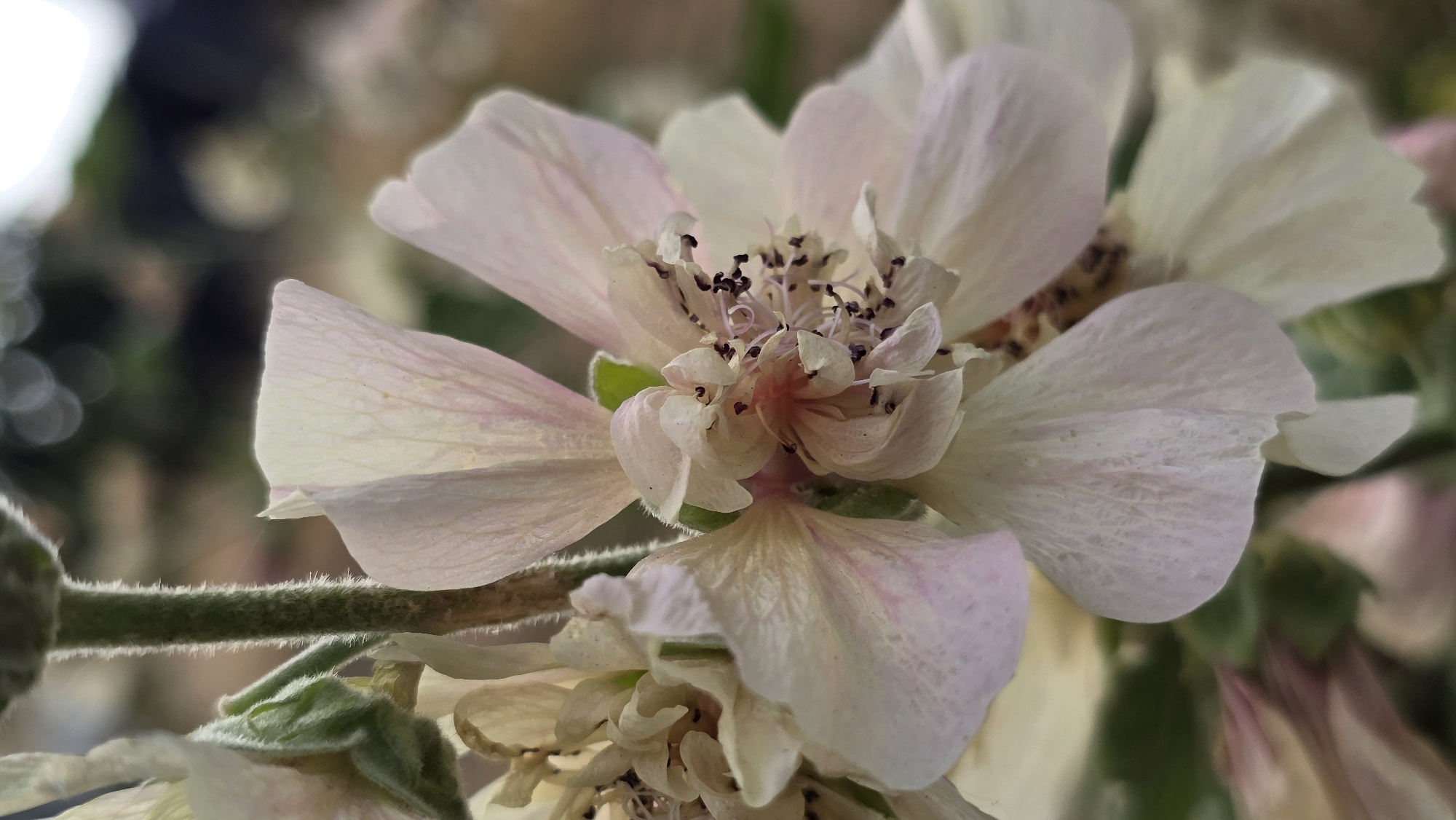 A close-up, shallow depth-of-field macro photograph captures a delicate, pale pink and white flower with multiple petals, some translucent and veined. The center of the flower features dark stamens clustered together. The flower is attached to a fuzzy, green stem. The background is blurred, showing soft bokeh lights, suggesting an outdoor environment. No people, animals, or specific landmarks in Antwerp, Belgium are visible.