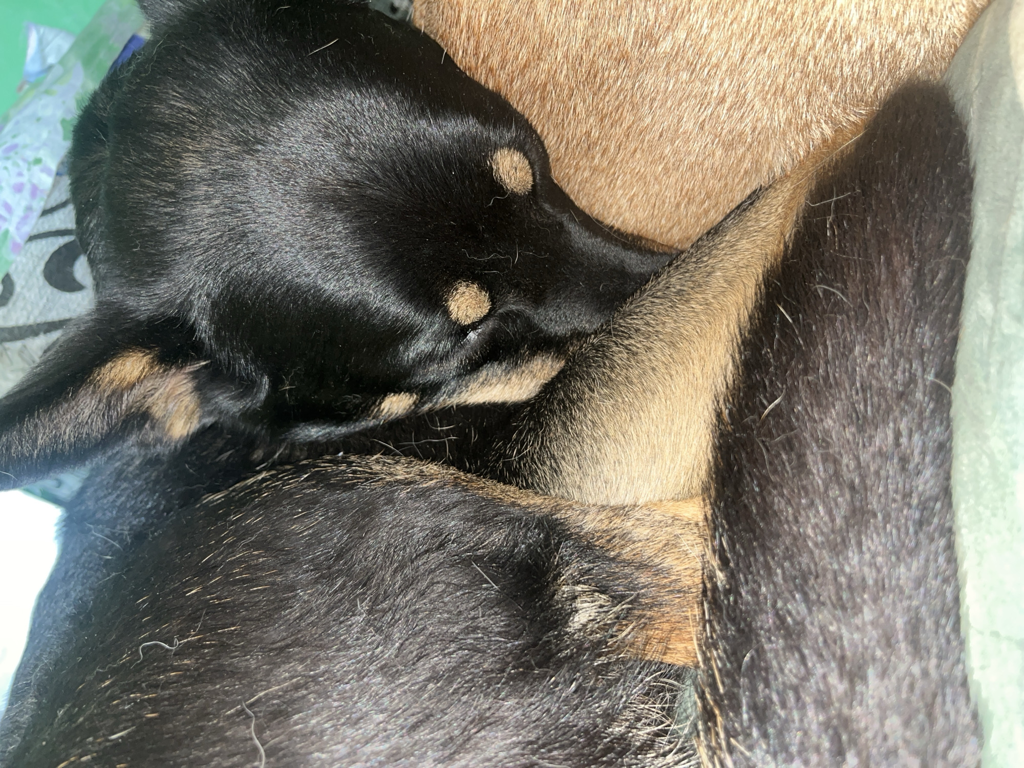 The image shows a close-up view of two sleeping dogs. One dog is black and tan with its head tucked in, while the other dog is a lighter tan color. The dogs are resting on a light green surface, possibly a bed or couch, with a patterned fabric visible in the background. There are no discernible elements in the image that would indicate a specific location in Nizhny Tagil, Russia. The scene is domestic and appears peaceful.
