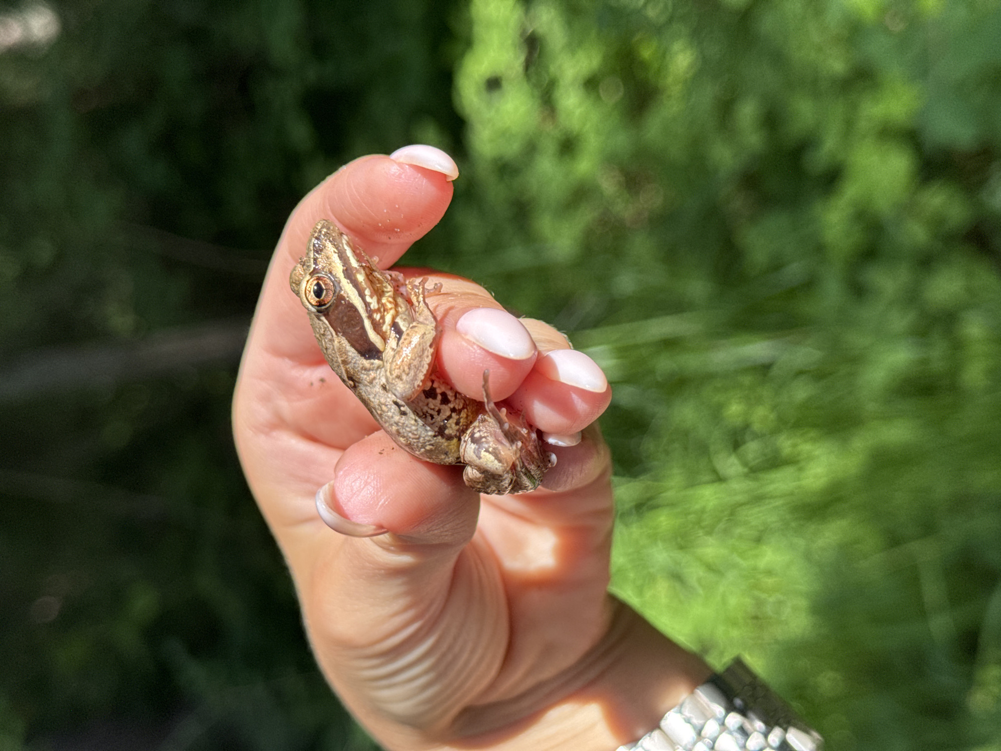 A close-up, eye-level, outdoor shot shows a person's hand gently holding a small, brown, and tan frog. The frog is positioned in the center of the frame, with its head facing to the right. Its eyes are open, and its skin appears moist. The frog's body is partially obscured by the fingers holding it. The hand has manicured fingernails painted with a light pink polish. A silver watch with a metallic band is visible on the person's left wrist. The background is softly blurred, consisting of vibrant green foliage, suggesting a natural, outdoor environment. The lighting indicates it is daytime, with sunlight casting shadows and highlighting textures. The scene captures a moment of interaction between a human and wildlife in a natural setting. The image provides no specific information about the city of Votkinsk, Russia.