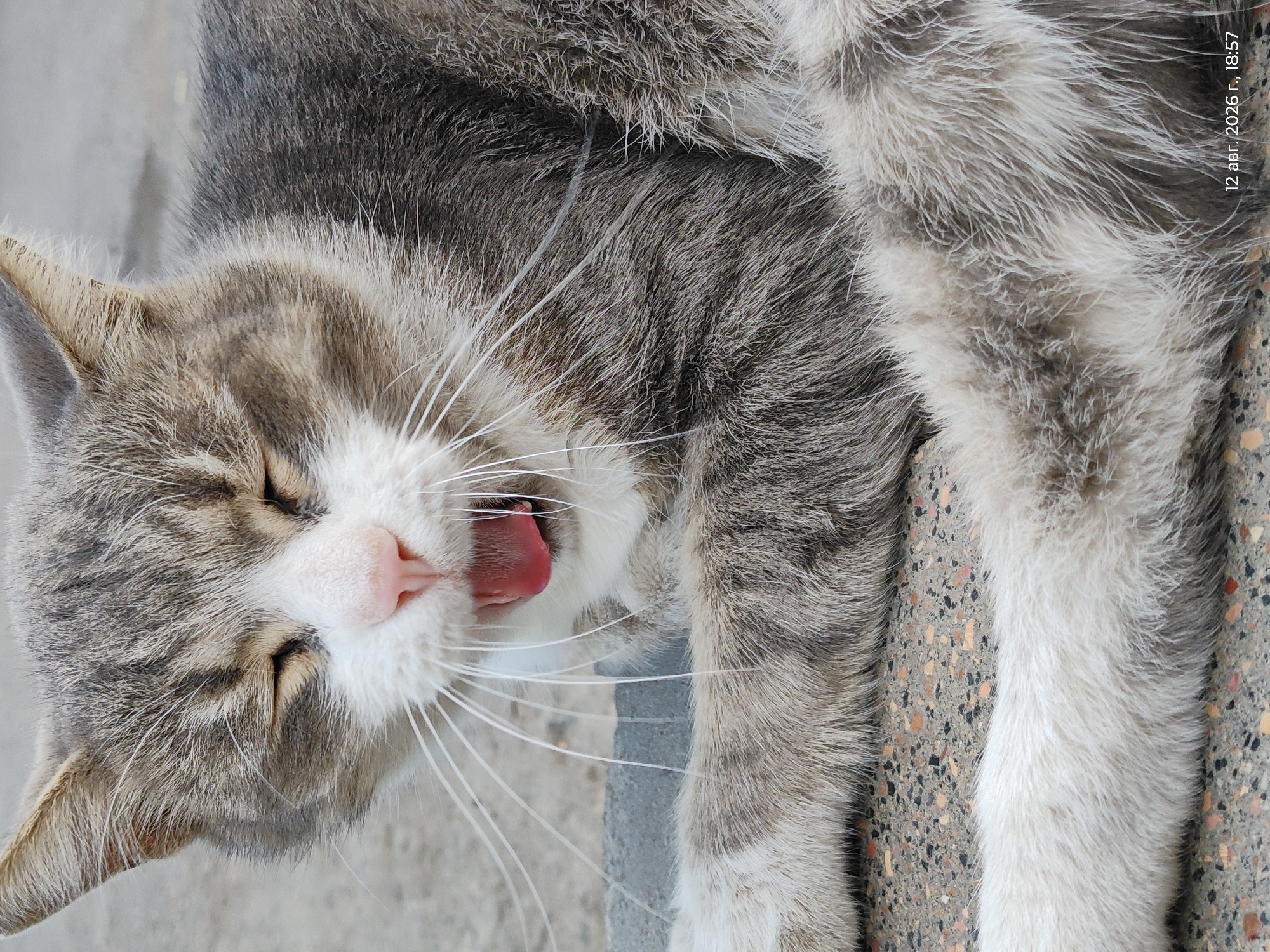 A close-up, eye-level shot shows a gray and white tabby cat with its mouth wide open in a yawn. The cat's eyes are closed, and its pink tongue is visible. Its long white whiskers extend outwards from its muzzle. The cat appears to be lying down on a speckled, textured surface, possibly concrete with embedded stones. The background is a blurred, neutral gray. The date and time "12 авг. 2026 г., 18:57" are superimposed in the lower right corner of the image. The location is specified as Astana, Kazakhstan.