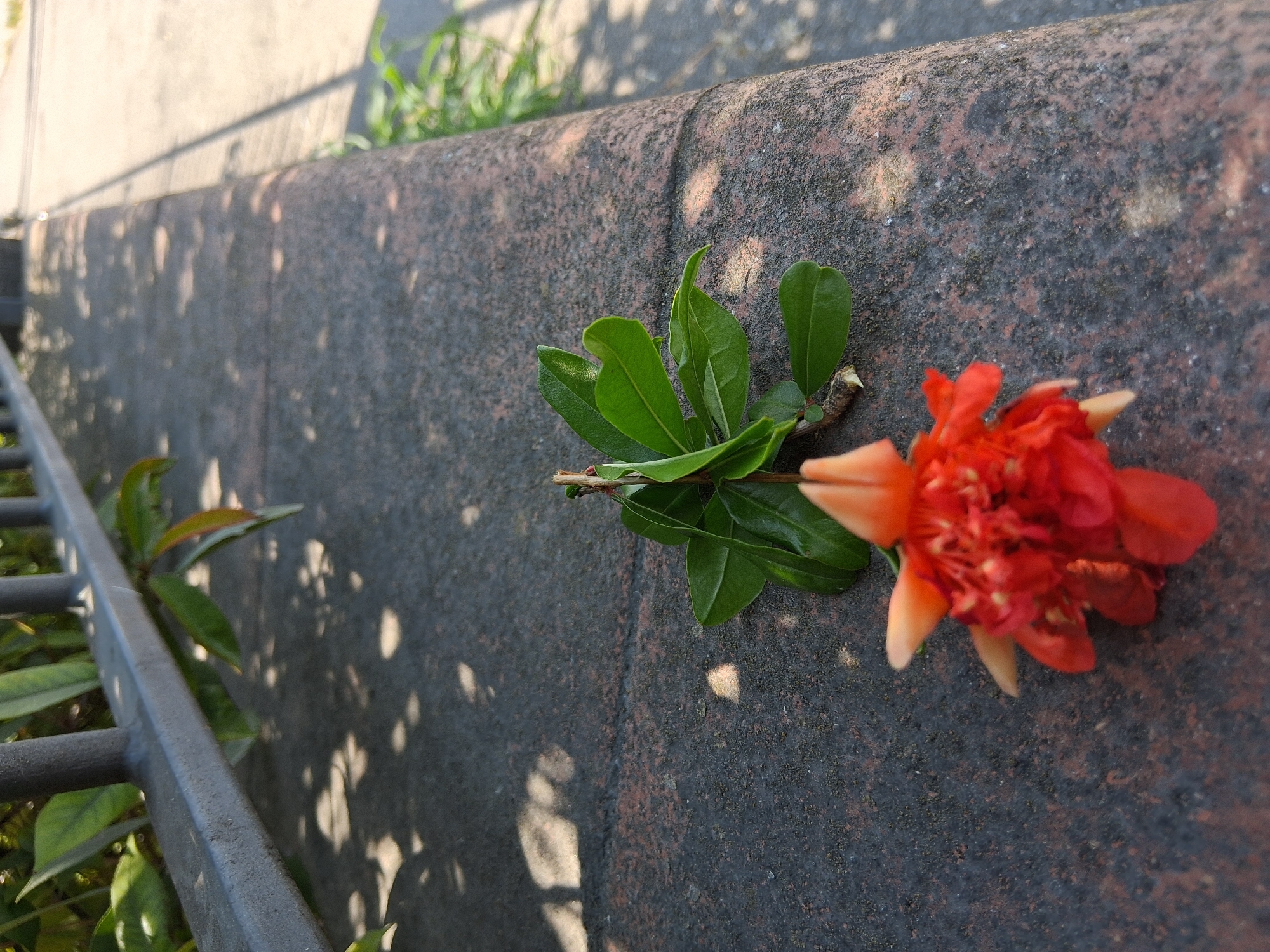 A pomegranate flower and leaves are on a textured, dark, stone ledge in Colorno, Italy. A metal fence runs along the top left of the image, casting dappled shadows on the ledge and a paved path to the right. Green foliage is visible behind the fence, and grass grows on the right side of the paved path. The flower is predominantly red with some orange petals, and the leaves are bright green. The scene is illuminated by natural sunlight, creating distinct shadows.