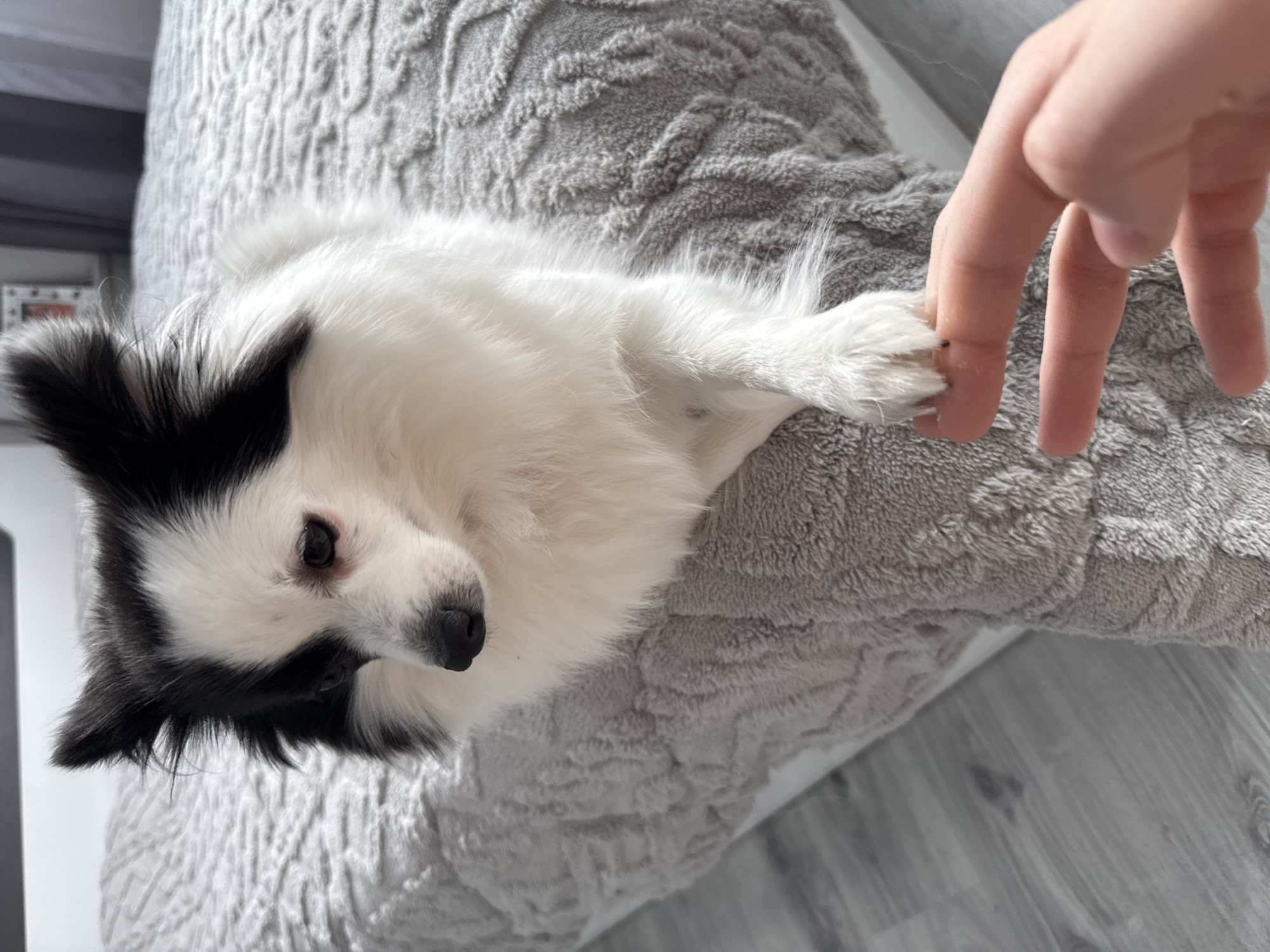 The scene depicts a small, long-haired dog, predominantly white with black markings on its head and ears, situated on a grey, textured comforter or blanket covering a bed. The dog's front right paw rests on the extended index finger of a human hand, visible from a first-person perspective. The dog's head is turned downwards and to its left, with its eyes partially visible. The floor adjacent to the bed consists of light-colored laminate planks. In the background, a light-colored wall is visible, with a framed object and dark curtain fabric partially discernable. This interior setting is located within the city of Stara Zagora, Bulgaria.