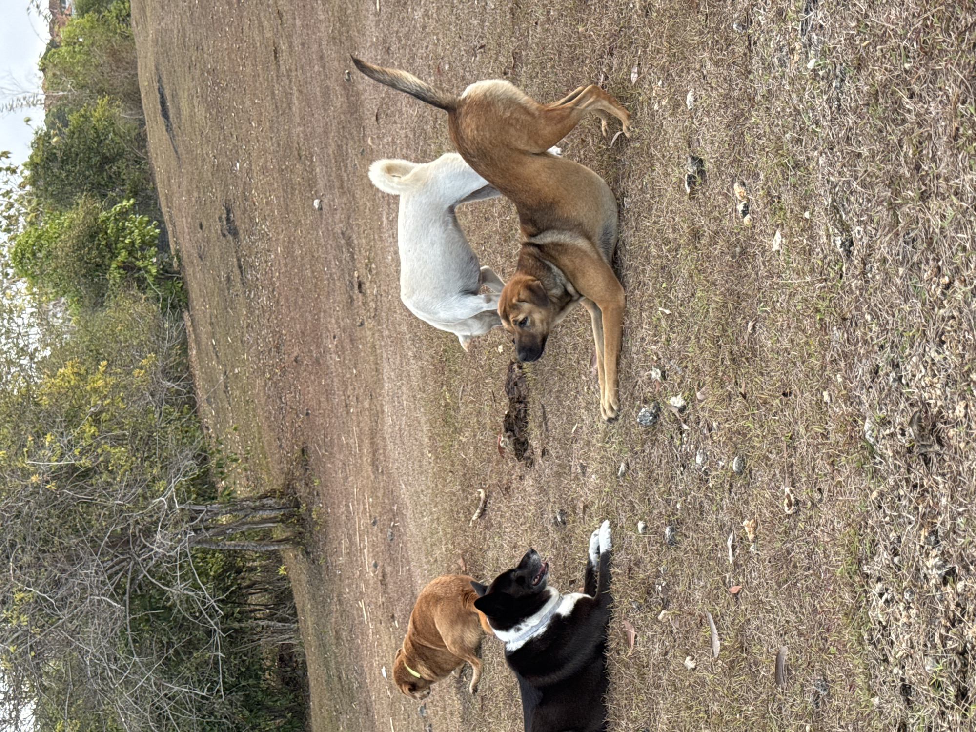 Four dogs are in a dry, grassy outdoor area. In the foreground, a tan dog is in a play bow position, with its hindquarters raised and front legs extended. To its left, a black and white dog is lying down, facing away from the viewer. In the middle ground, a tan dog with a yellow collar is lying down, looking to the left. Further back, a white dog is standing with its head down, sniffing the ground. The environment appears to be a hillside with sparse vegetation, including trees and bushes, and a few scattered rocks. The ground is covered in dry grass and some leaf litter. The background shows more trees and foliage, and a hint of buildings in the distance, suggesting an urban or semi-urban fringe environment. The scene suggests a casual outdoor gathering of dogs.