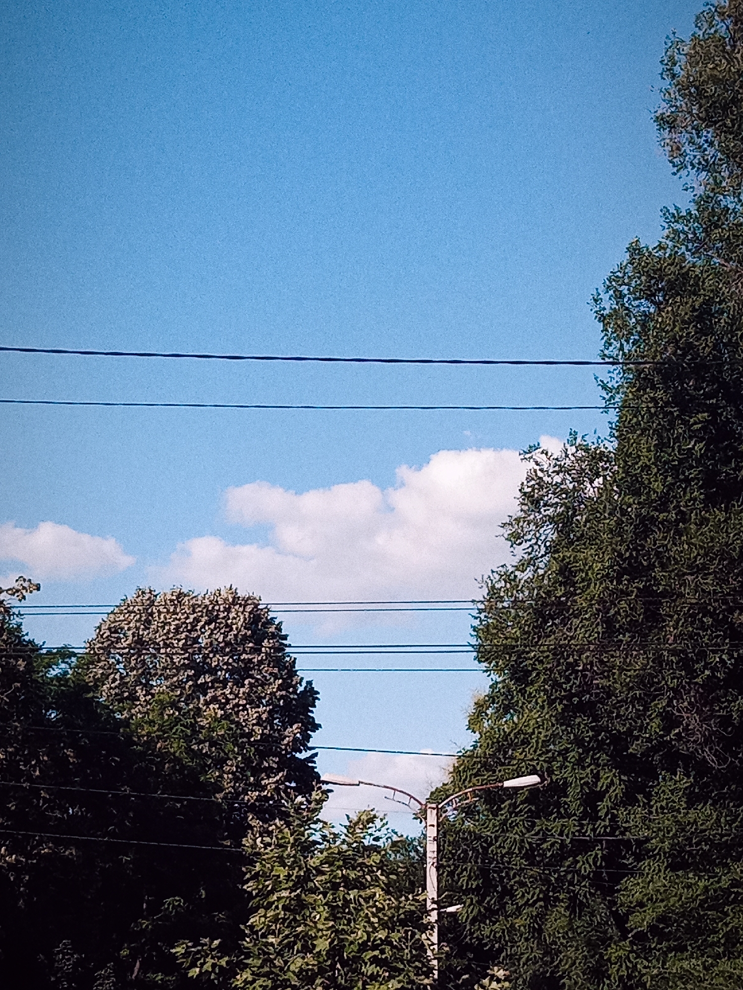 The image depicts an outdoor scene on a clear day with a bright blue sky. Several horizontal power lines stretch across the frame, dividing the sky and the treeline. On the right side of the image, a large, dense tree with dark green foliage dominates the view. To the left, another tree with lighter, more textured foliage is visible. In the middle ground, a street lamp with a white fixture on a pole is partially obscured by the trees. A few fluffy white clouds are scattered across the sky. The lower portion of the image shows more trees and foliage, suggesting a park or a tree-lined street. The overall impression is one of a sunny day in a green, urban or suburban environment, possibly Chișinău, Moldova, given the context. No people are visible, and no text is present.