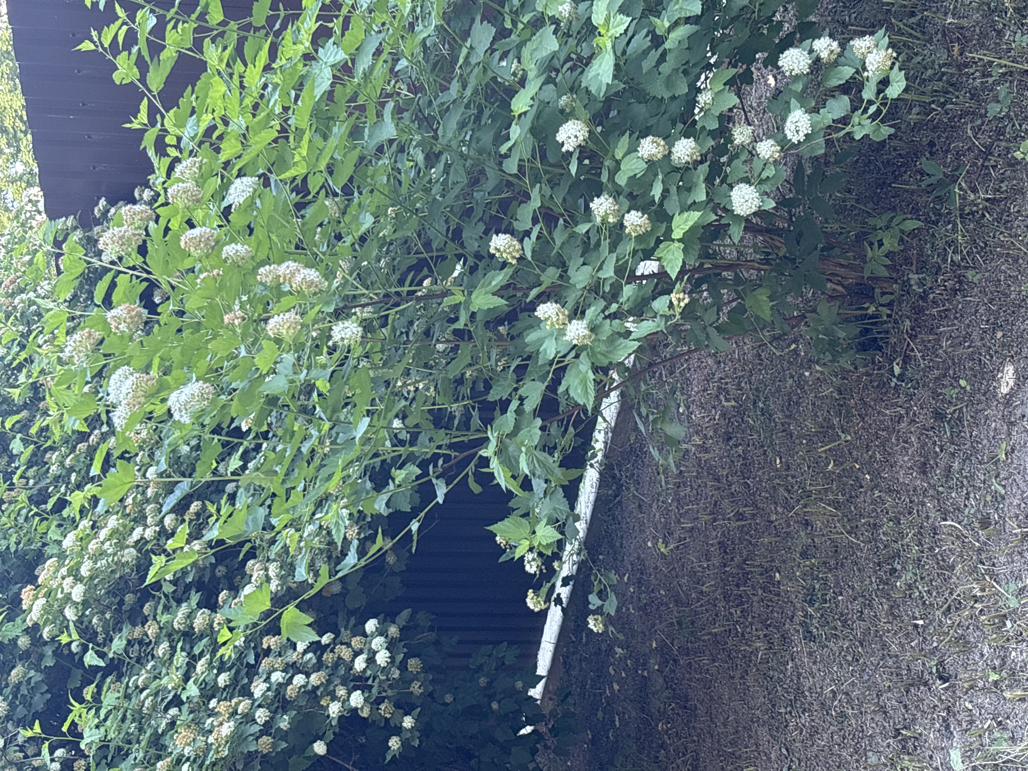 The image shows a dense, green bush with clusters of small white flowers in bloom. The bush is situated in an outdoor setting, with a dark brown wooden fence visible in the background. The ground in front of the bush is covered with dry, brown material, possibly mulch or dead leaves, with some sparse green grass and small plants emerging. The lighting suggests it is daytime, possibly late afternoon or early evening, with diffused light creating soft shadows. The scene appears to be a residential or garden area.