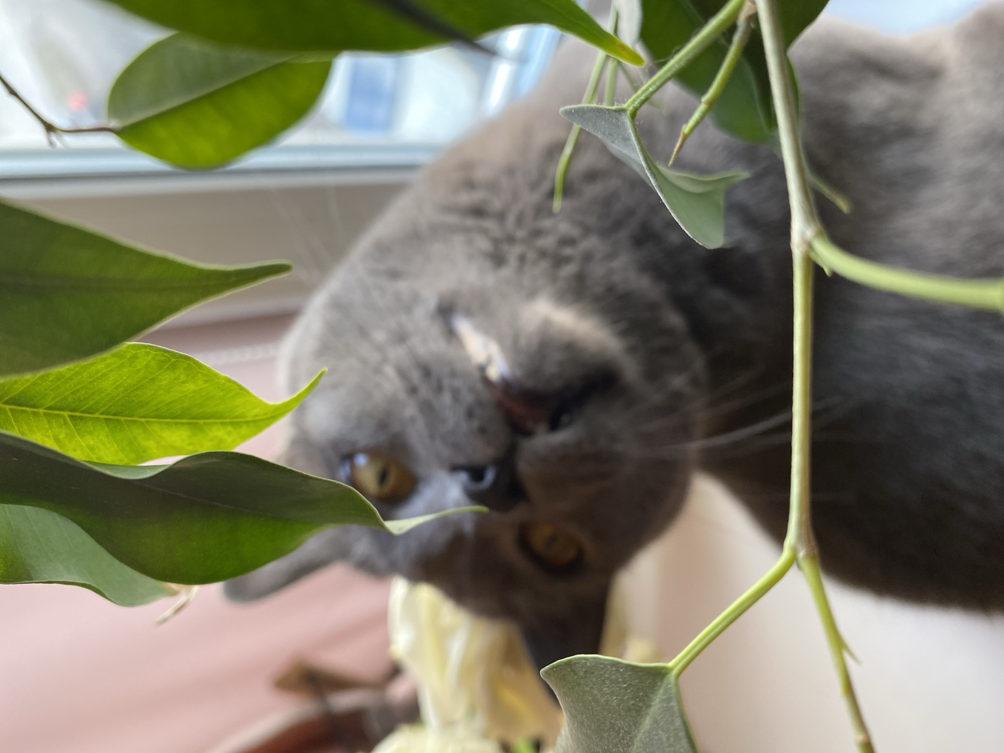 The image captures a grey cat with an inverted head, looking upside-down at the viewer. Its striking yellow eyes are prominent, framed by vibrant green leaves in the immediate foreground. The cat's fur, appearing soft and grey, suggests a breed like a British Shorthair. Most of the cat's body is softly blurred, indicating a shallow depth of field, with the sharpest focus on the various green leaves and stems that partially obscure the animal.
In the lower part of the frame, beneath the cat's face, a light-colored, ruffled object is visible, which could be food, a toy, or another household item the cat is interacting with. The scene is set indoors, with bright natural light entering from a window in the background, which is softly diffused and out of focus. The perspective is from a low angle, looking up towards the cat and the window. The overall impression is one of curiosity or playful engagement from the cat. The location context is Votkinsk, Russia. No visible text is present in the image.