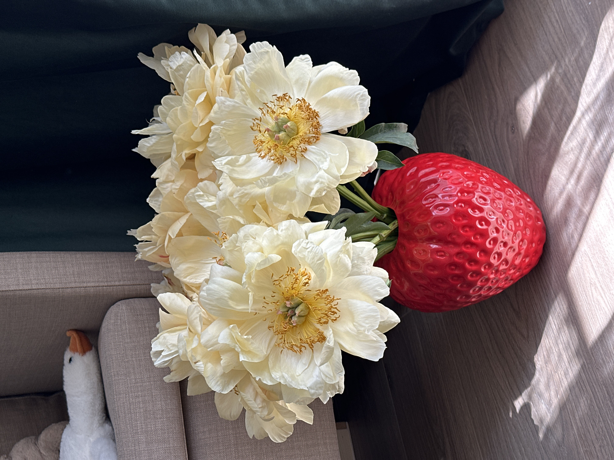 A high-angle shot depicts a bouquet of white or cream-colored peonies arranged in a red, strawberry-shaped vase. The vase is positioned on a light brown wooden surface, partially illuminated by sunlight. The background includes a dark green or dark blue fabric draped over what appears to be a piece of furniture. A portion of a beige-colored sofa is visible in the lower left corner, with a white stuffed duck toy resting on it. There is no visual evidence to suggest this is in Moscow, Russia.