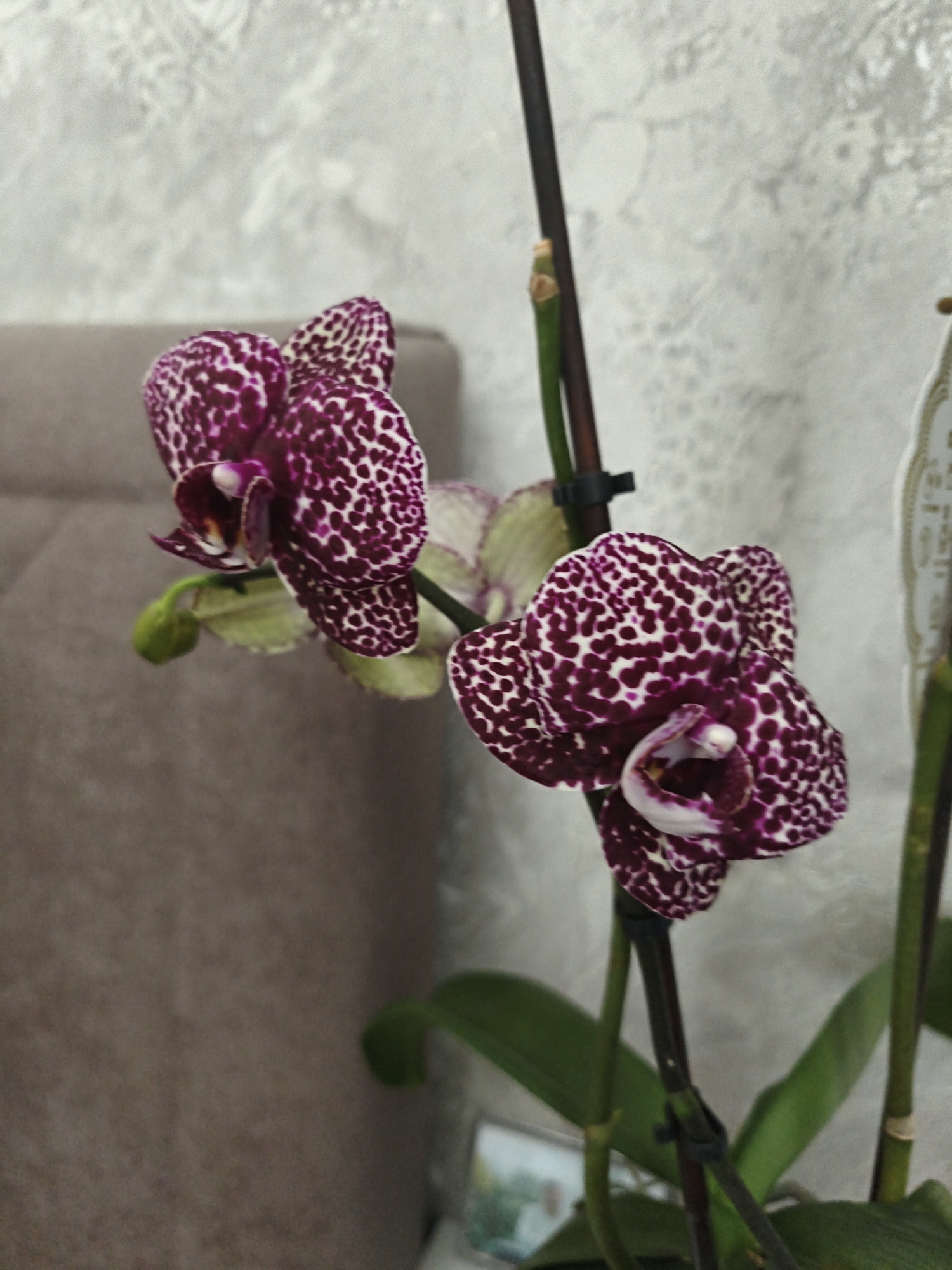 The image shows a close-up of a potted orchid plant with speckled purple and white flowers. The plant is in focus, with a textured grey wall and a blurred sofa in the background. The lighting is soft, casting gentle shadows. There are no people visible in the image.