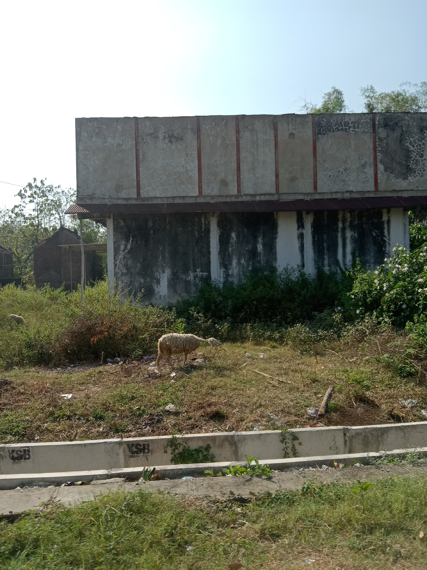 The image depicts an outdoor scene in Balongrejo, Indonesia, under a clear sky. In the foreground, a concrete drainage system with some grass and debris runs horizontally across the frame. Behind this, a grassy embankment is visible, littered with white plastic bags and other trash. Two sheep are present on the embankment; one is grazing, and another is partially visible in the background.
Dominating the midground and background is a large, weathered concrete structure with a red-trimmed roof. The concrete walls are stained and marked, showing signs of age and disrepair. To the left of this structure, two dilapidated, dark-colored buildings are partially visible among trees. Lush green vegetation, including bushes and trees, surrounds the buildings and the concrete structure, with some flowering bushes on the right side of the frame. The overall environment suggests an undeveloped or semi-developed area.