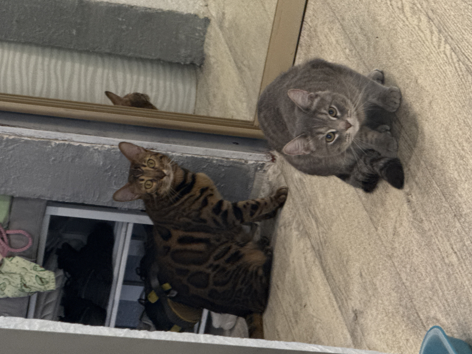 Two cats are captured in an indoor setting. The image appears to be rotated clockwise, with a light-colored wooden floor or surface on the right and a grey ledge or shelf on the left.
On the right, a grey tabby cat lies on the wooden floor, looking directly at the camera with wide, alert eyes. Its fur shows distinct darker grey stripes. Its paws are tucked in, and its tail is partially visible.
On the left, a Bengal cat with striking brown and black rosetted markings stands on a grey ledge, also looking intently at the camera. Its ears are perked up, and its eyes are a bright yellow-green.
Behind the cats, there is a mirror reflecting a blurry, striped pattern, possibly from blinds or a textured wall. Below the ledge where the Bengal cat stands, a dark opening reveals some miscellaneous items, including what looks like a green patterned cloth and a pink ribbon or cord. The overall impression is one of two curious felines observing their surroundings, or perhaps the photographer, from different elevated positions. There is no visible text.