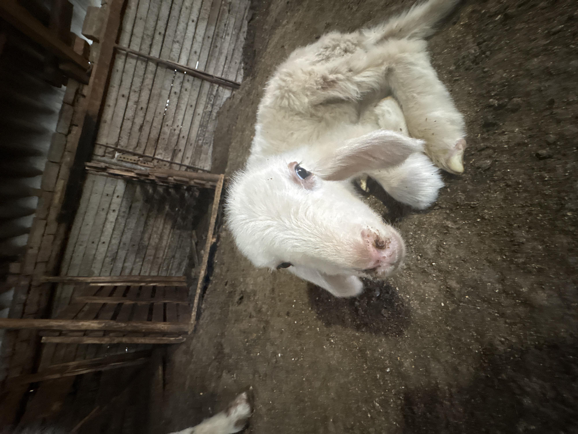 A young, fluffy white lamb is lying on the dirt floor of a barn. The lamb is positioned in the center of the frame, facing left, with its head tilted slightly. Its eyes are dark and appear wide, and its nose is a mottled pink. The lamb's body is fluffy and appears to be resting. To the left of the lamb, a portion of another animal's white legs and hooves are visible, suggesting another animal is nearby or partially in the frame. The barn environment is rustic, with wooden plank walls and a corrugated metal roof visible in the background. The floor is made of dark, loose dirt with some scattered debris. The lighting suggests an indoor, dimly lit space, possibly during the daytime from indirect light filtering into the barn. The location is identified as the city of Tankovo, Bulgaria.