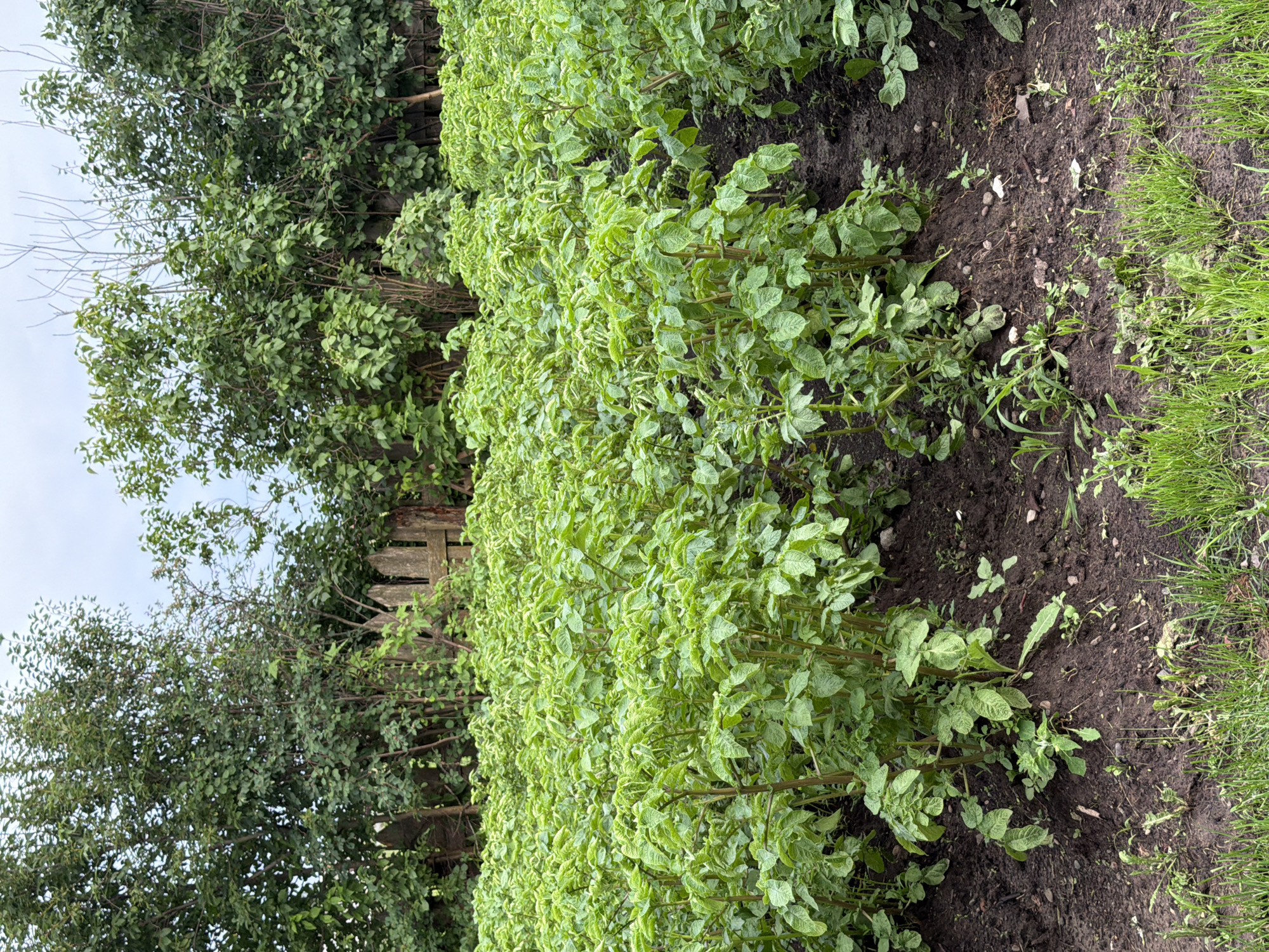 This media file shows a row of potato plants in a garden. The plants are green and leafy, with their stems visible. The soil is dark and rich, with some grass growing along the edge of the frame. In the background, there are trees and a wooden fence. The scene appears to be set in a rural or suburban location. There are no people or objects of human manufacture visible, aside from the fence, and no text is present in the image. The lighting suggests it is daytime, and the cloudy sky implies overcast weather. The overall impression is one of natural growth and cultivation. The location context provided is Chaykovskaya, Russia.