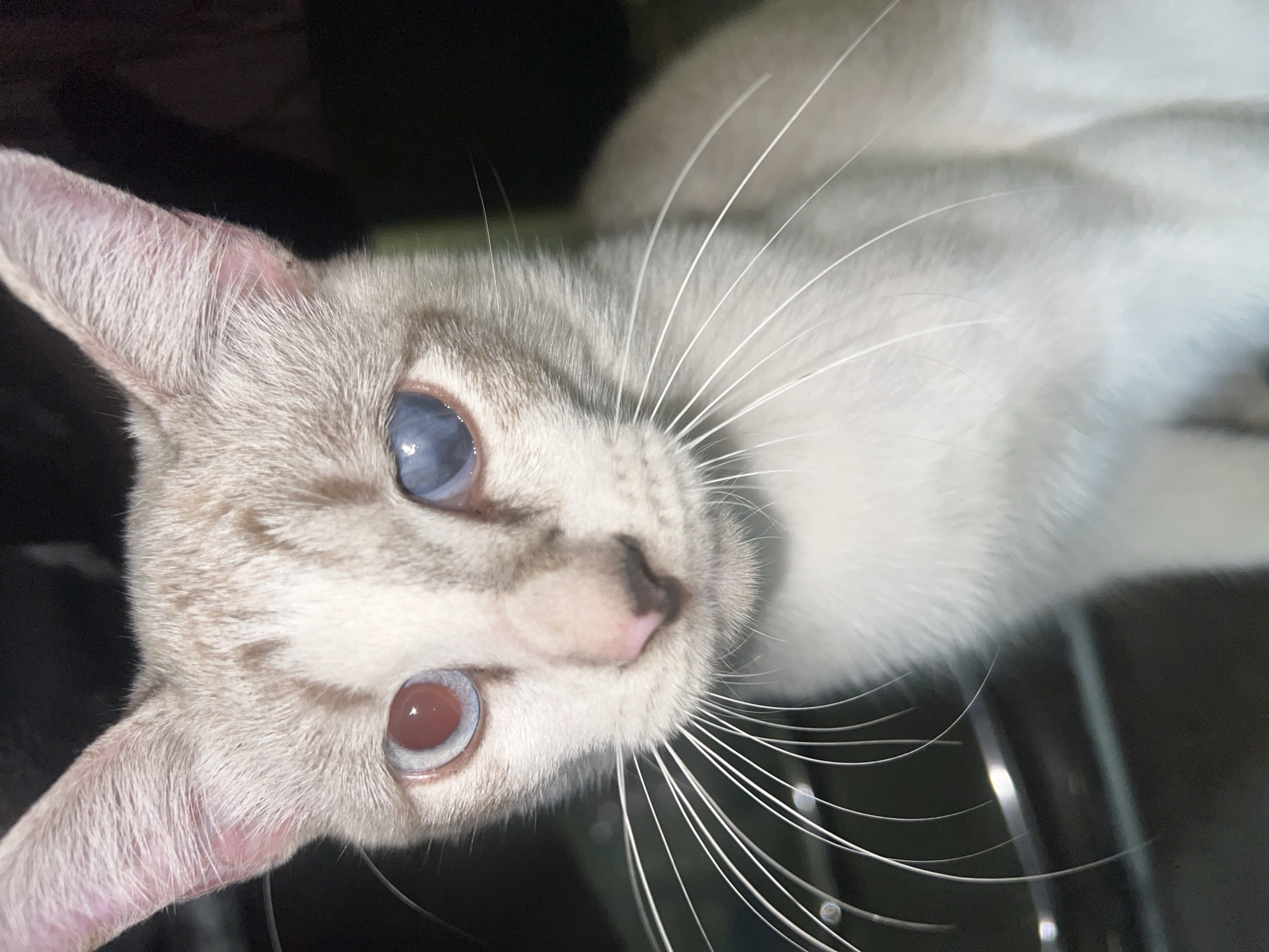 A close-up, head-on, medium shot captures a light-colored cat with distinctive heterochromia. The cat's left eye is a bright, reddish-pink, while its right eye is a pale, milky blue. The fur is a light tan with darker tabby markings on its forehead. Long, white whiskers fan out from its nose and cheeks. The background is dark and out of focus, with some indistinct metallic or reflective elements visible in the lower left quadrant, suggesting an indoor or sheltered environment. The cat appears to be looking directly at the camera. No specific location within Klapanunggal, Indonesia, can be determined from the image.