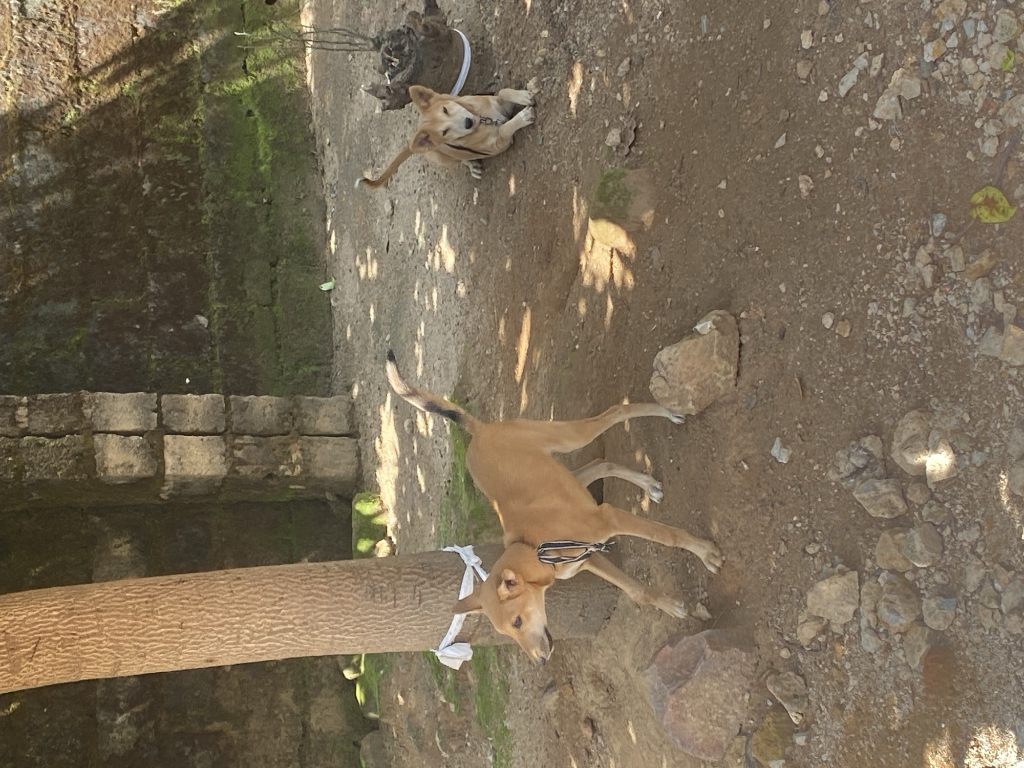 In Gura Top, Nigeria, a tan dog stands on a dirt ground near a large tree. The dog is wearing a black and white striped collar and a white ribbon is tied around the tree. To the right of the tree, another tan dog is lying down on the ground. Behind the dogs, a moss-covered stone wall is visible. The ground is covered with dirt, small rocks, and some green moss. Sunlight casts shadows on the ground, creating a dappled effect.