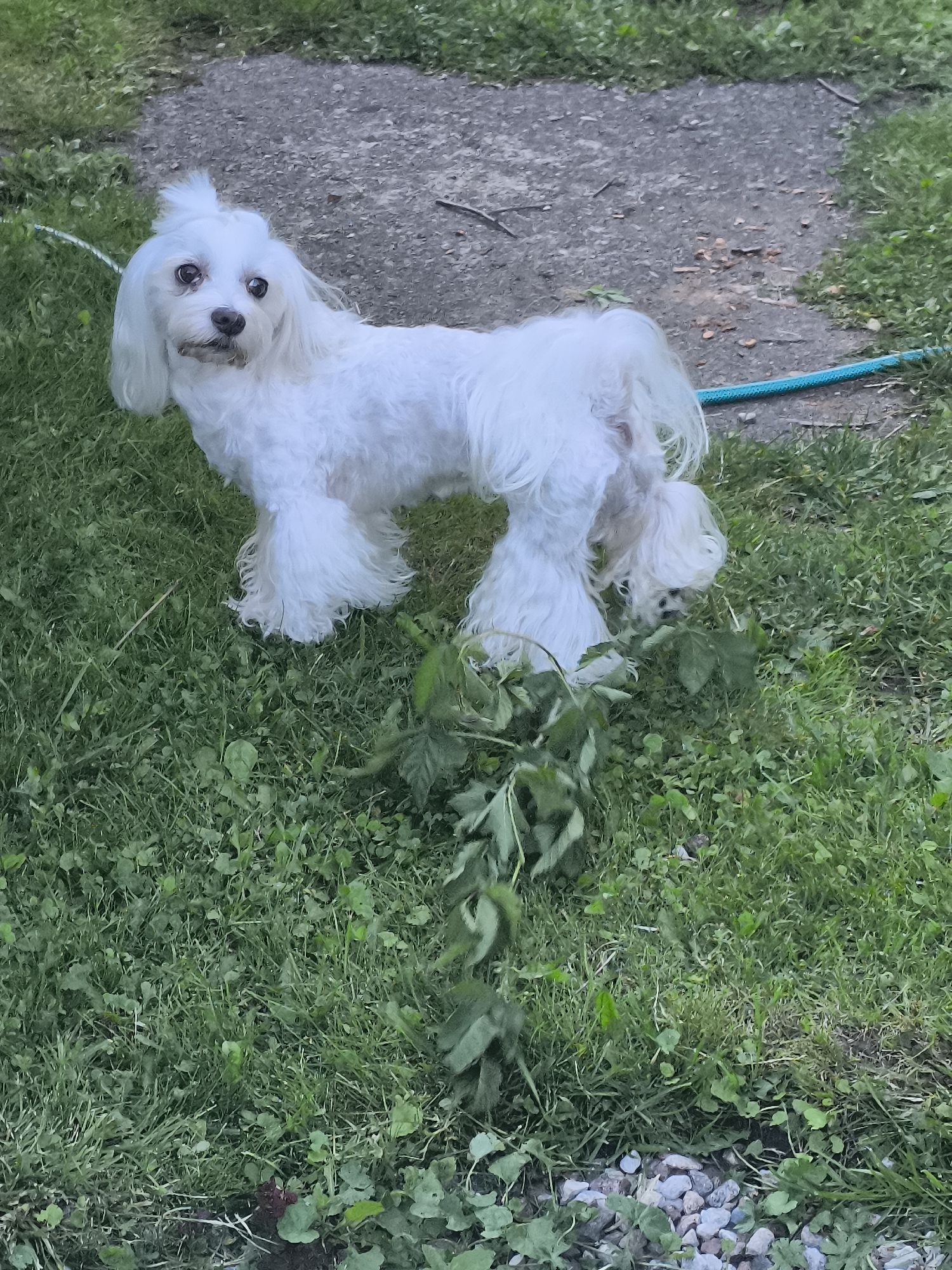 A white fluffy dog with a top knot stands on a patch of grass next to a concrete path. The dog is facing the camera with its head tilted slightly. A blue hose is visible on the right side of the image, behind the dog. Green plants are growing in front of the dog and on the grass. The scene appears to be in a backyard or park. The image does not provide any specific information that can be used to determine its location in the city of Klaipėda, Lithuania.