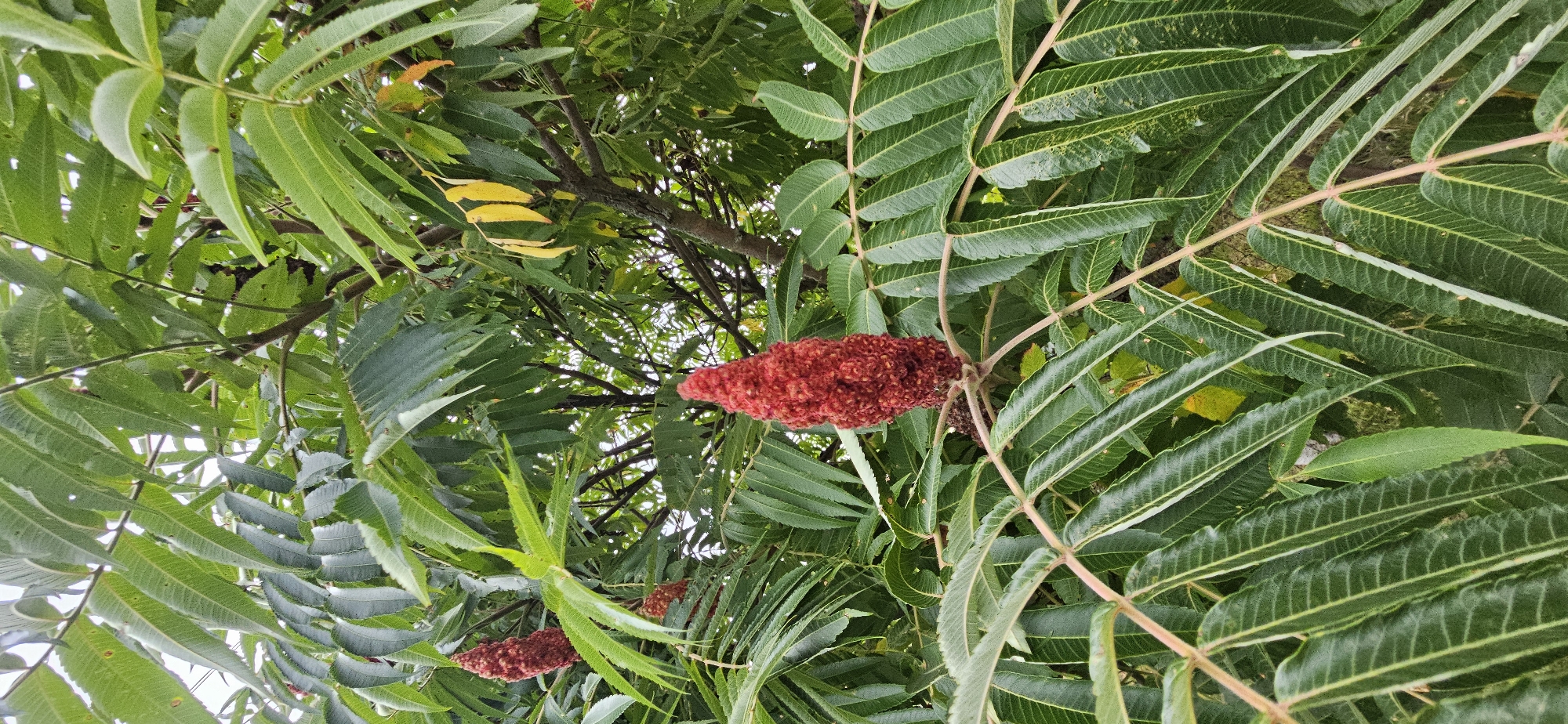 A low-angle, outdoor, medium shot captures a sumac tree with its characteristic fuzzy red seed heads and compound leaves. The dominant colors are shades of green from the leaves and bright red from the seed heads, with some hints of yellow on a few leaves, suggesting the transition to autumn. The branches of the tree are visible, some appearing rough and bark-covered, intermingled with the foliage. The background is blurred, indicating a shallow depth of field, and the lighting suggests an overcast day. The scene is devoid of any human presence or activity. The image was taken in Mazalawski Sel'ski Savet, Belarus.