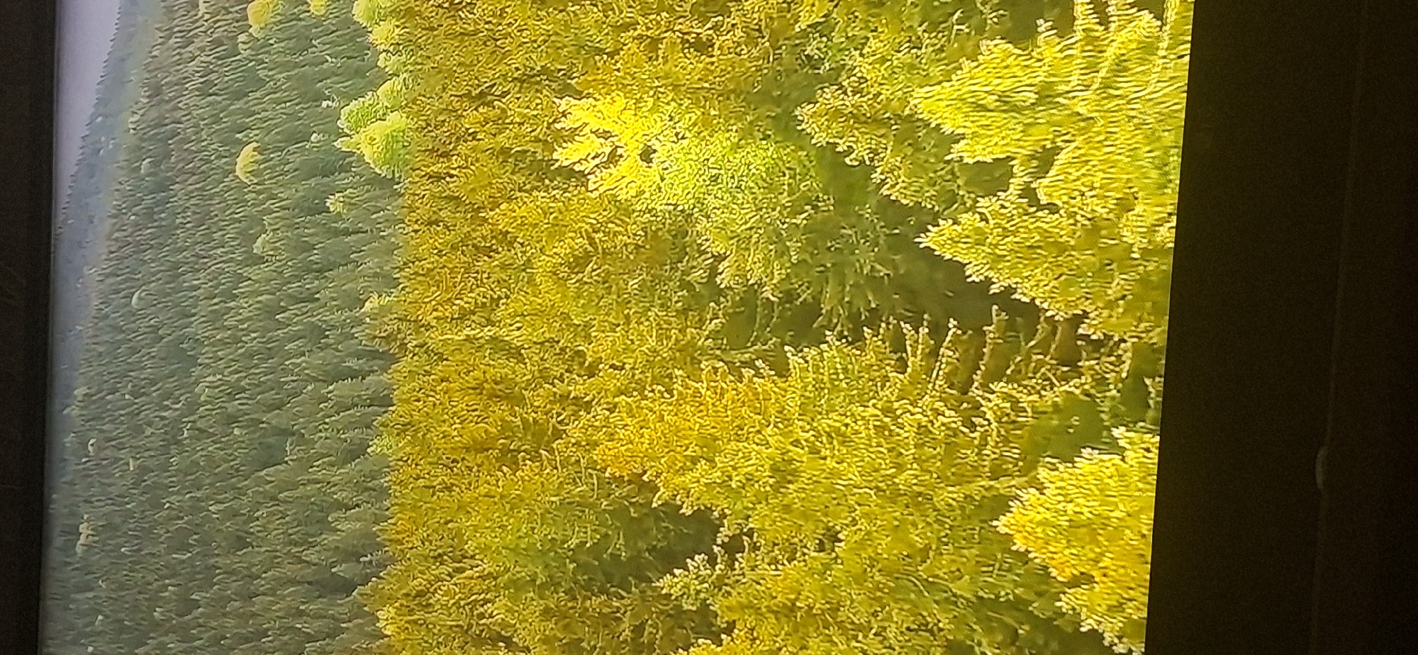 The image depicts an aerial view of a dense coniferous forest. The forest canopy is predominantly a vibrant yellow-green, suggesting a time of year where foliage is changing, possibly autumn. In the background, a darker green section of the forest creates a contrast, possibly indicating older growth or a different species of conifer. The terrain appears to be hilly or mountainous, with the forest covering undulating slopes. There are no visible people, man-made structures, or distinct geographical landmarks that would suggest a specific location within Bila Tserkva, Ukraine, or any city. The scene is purely natural, focusing on the vast expanse of the forest.