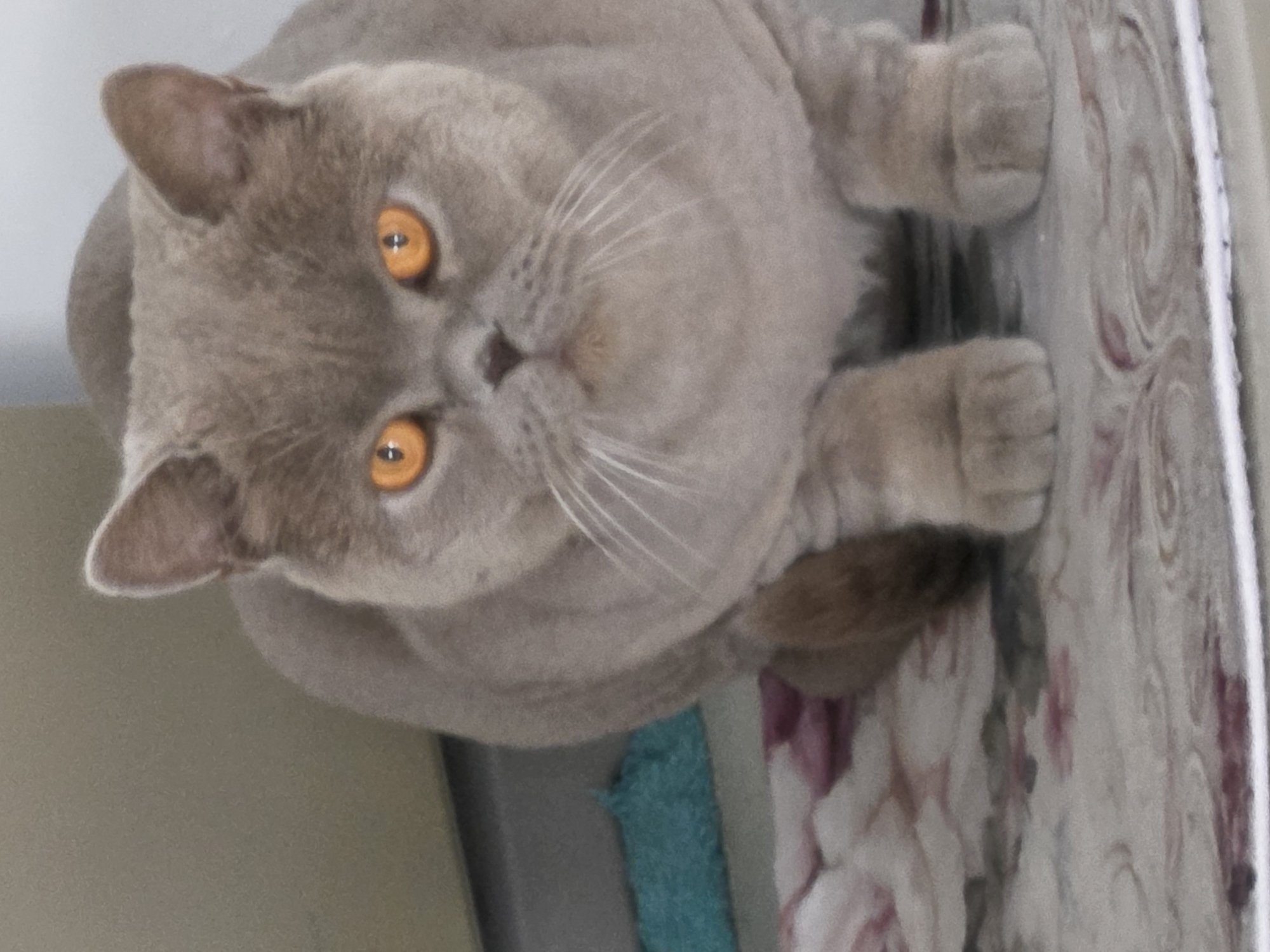 A lilac British Shorthair cat with orange eyes is lying on a floral patterned rug. The cat is looking directly at the camera. A light grey wall is visible in the background, along with a small glimpse of a blue object. There is no indication of the location being Bat Yam, Israel.