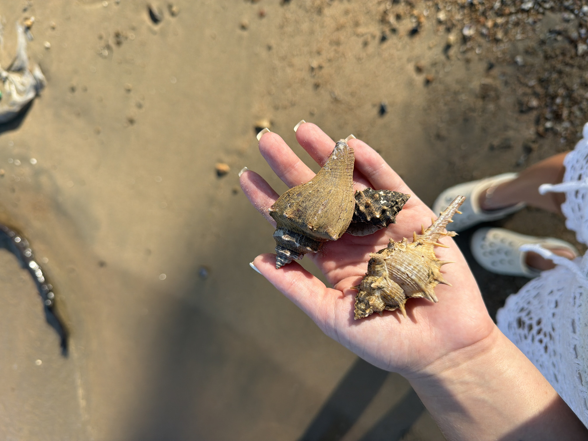 A hand holds three seashells on a beach in Bac Nha Trang Ward, Vietnam. The hand belongs to a person wearing a white lace dress and light-colored clogs. The beach consists of sand with scattered pebbles and small shells. A piece of plastic trash lies on the sand to the left of the hand. The lighting suggests it is daytime.