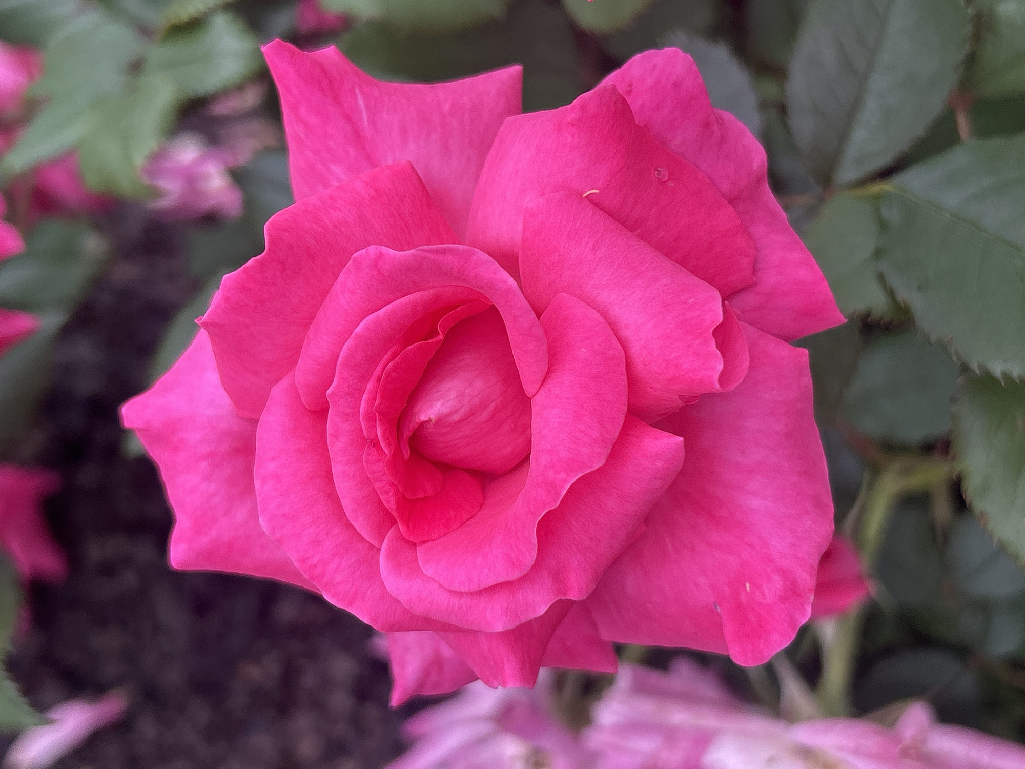 A close-up, eye-level, vertical shot captures a vibrant pink rose in full bloom. The rose's petals are tightly furled in the center, opening outwards into large, soft curves. The surface of the petals appears velvety, with subtle variations in shade and texture. In the background, out-of-focus elements suggest a garden setting; dark, earthy tones blend with softer pinks and greens, hinting at other flowers and foliage. The lighting is bright, highlighting the rose's intense color. The image was taken in Mount Royal, Canada.
