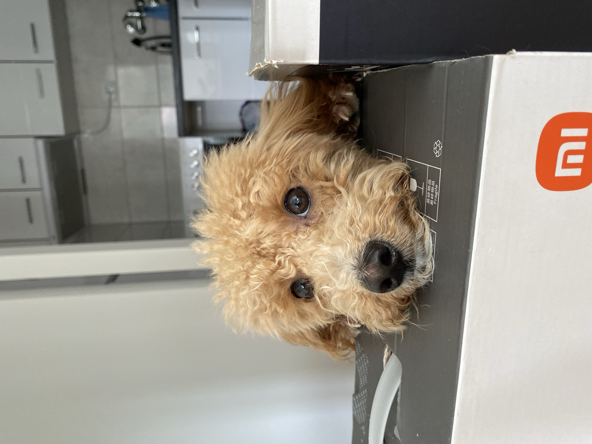 A close-up shot shows a tan poodle with curly fur peering out from between two cardboard boxes. The dog's eyes are dark brown, and its nose is black. The box on the right is white with a red logo resembling a stylized "Mi" (likely a Xiaomi product). The box on the left is black with white text and symbols. The background shows a kitchen with white cabinets and stainless steel appliances, suggesting an indoor domestic setting. The scene appears to be located in Novi Sad, Serbia, based on the location of the dog and its owners.
