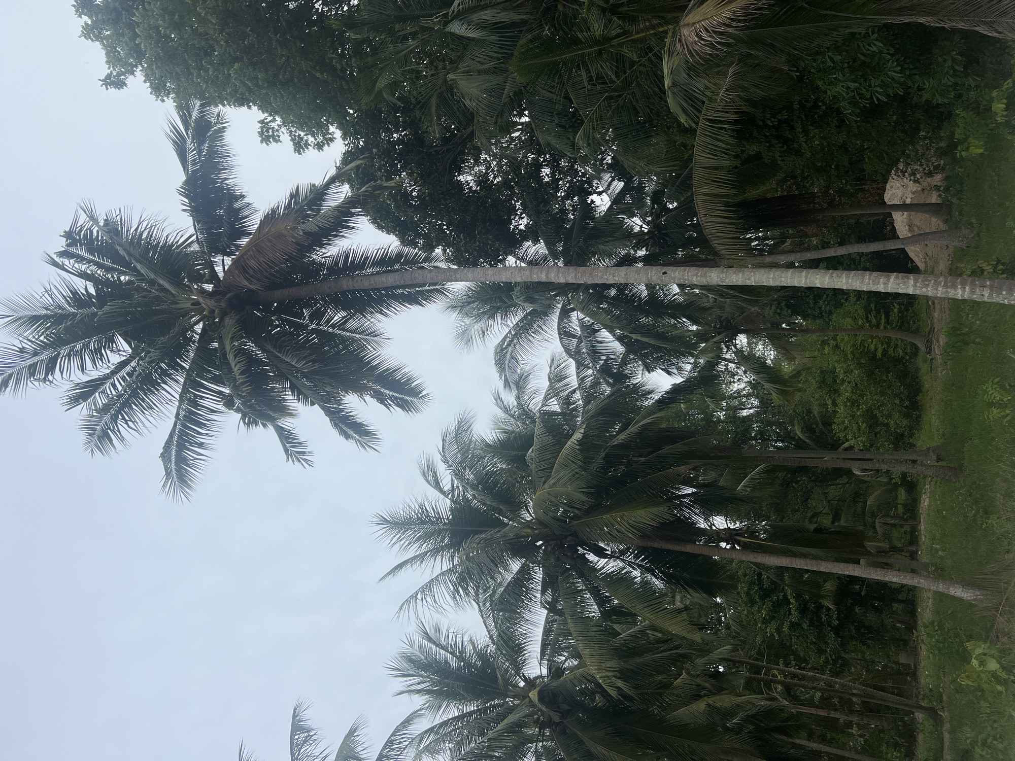This image depicts a cluster of coconut palm trees under a cloudy sky in Koh Phangan, Thailand. The foreground shows green grass and some smaller vegetation. Several tall coconut palm trees with their characteristic fronds dominate the scene, with one particularly prominent tree in the center-right of the frame. In the background, dense foliage and more trees suggest a tropical environment. A large pile of sand or light-colored material is visible behind some of the trees. The overall impression is a natural, outdoor setting, likely in a rural or less developed area of the island.