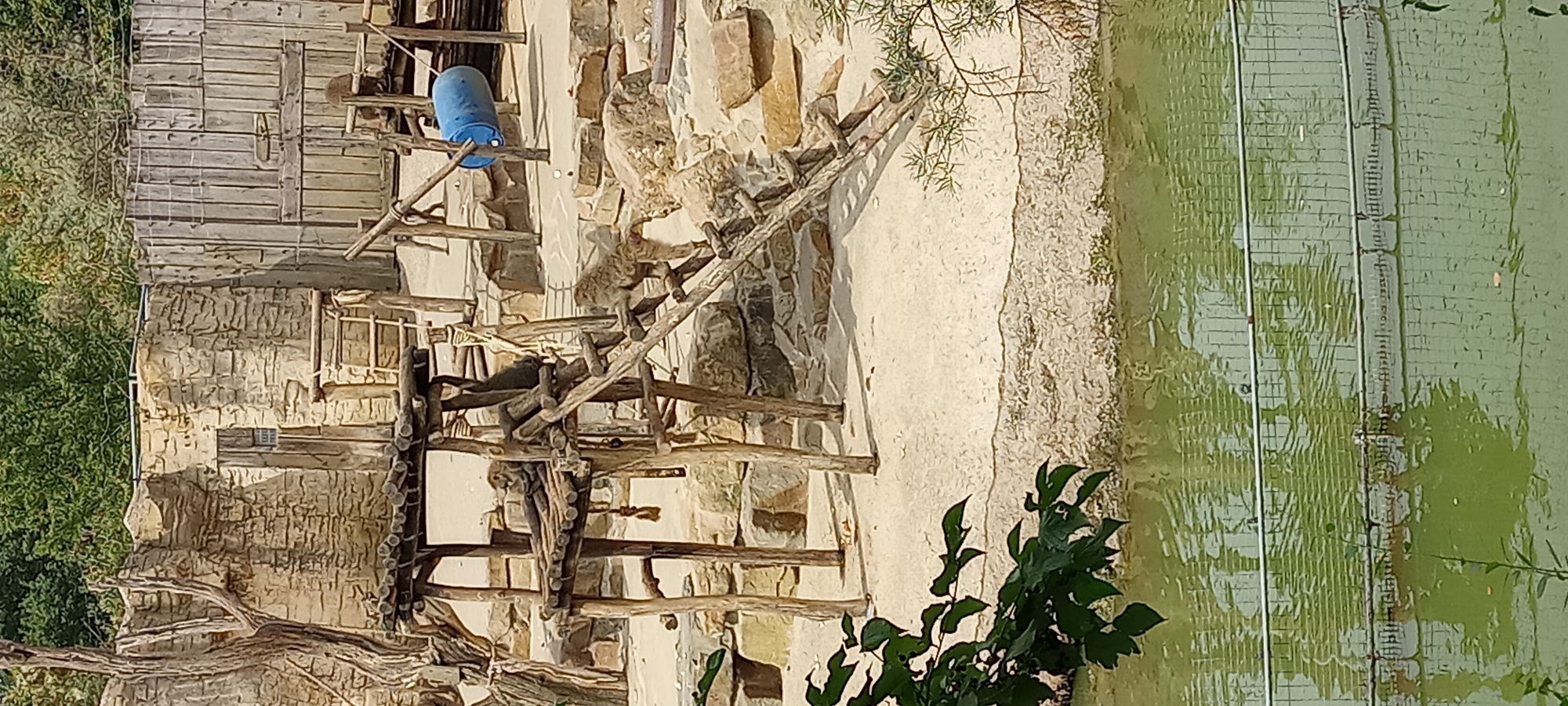 The image depicts an outdoor enclosure for primates, likely in a zoo, with a sandy ground and a body of water in the foreground. The enclosure features a multi-level wooden structure with platforms and ramps, designed for climbing and resting. Several monkeys are visible, with one resting on a platform and another descending a ramp. Behind the enclosure, a stone wall forms the background, with wooden fencing visible to the right. A blue barrel is mounted on a wooden pole. The presence of lush green foliage on the left side of the frame suggests a naturalistic or semi-naturalistic environment. This scene is characteristic of the monkey enclosure at the ZOOM Erlebniswelt Gelsenkirchen in Germany.