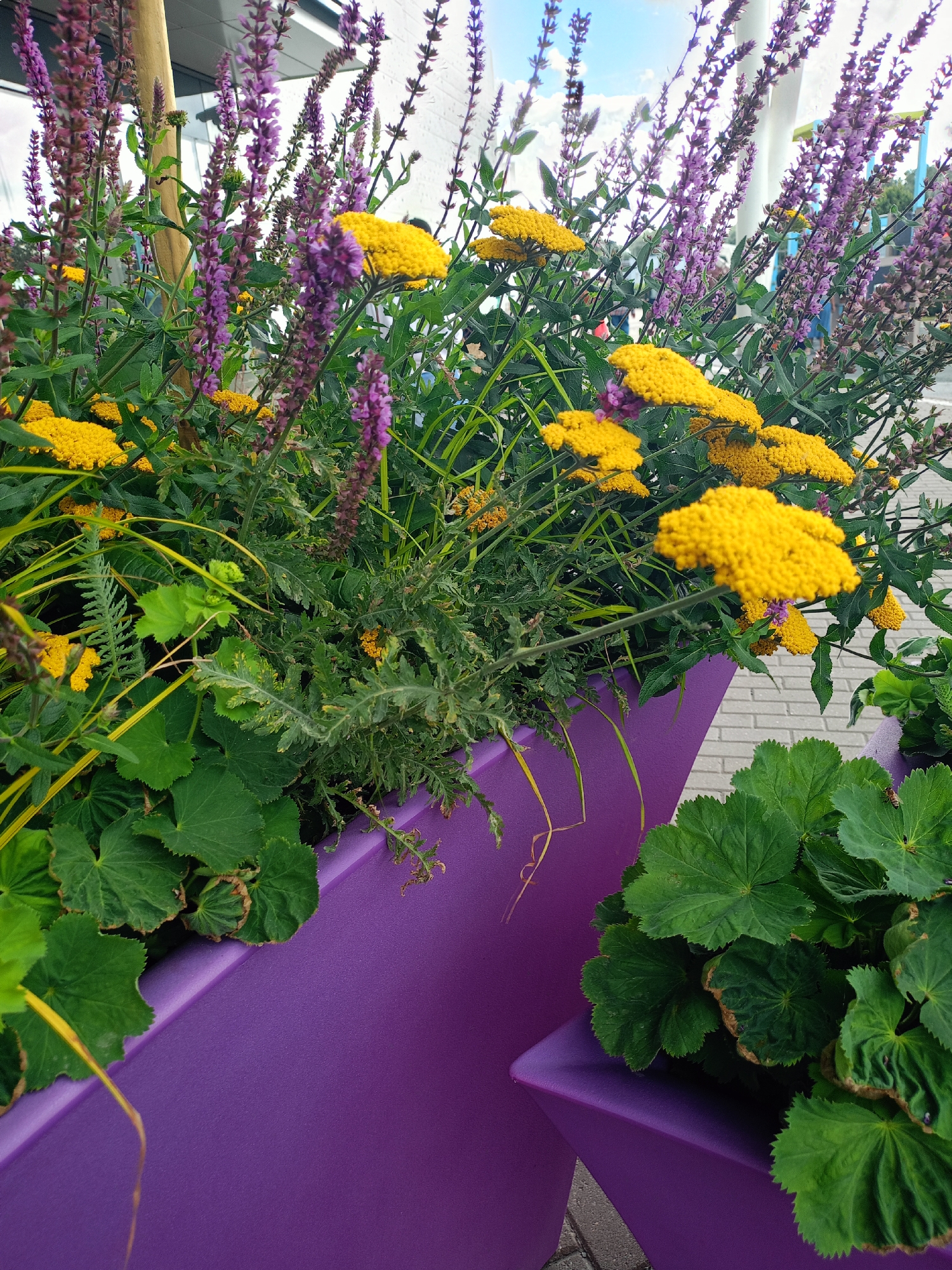 The image shows a close-up of purple planters filled with various plants, including tall spikes of purple flowers and clusters of small yellow flowers. In the foreground, large green leaves with serrated edges are visible. The planters are bright purple and appear to be made of a smooth material, possibly plastic or painted metal. In the background, a light-colored building with windows can be seen, along with hints of blue sky and clouds. The ground is paved with light-colored bricks. There are no people visible in the image. The overall scene suggests an outdoor urban environment, likely a public space or a well-maintained garden area. The style of the planters and the variety of flowers indicate a deliberate landscaping choice, possibly for aesthetic appeal in a city setting. The presence of a bee on one of the green leaves suggests a natural ecosystem integrated into the urban landscape. The angle of the shot is slightly from above, looking down into the planters.