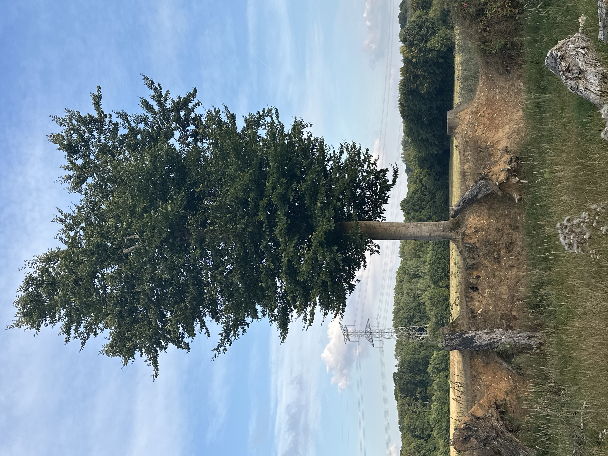 The image depicts a solitary, mature tree with a full, green canopy, centrally positioned on a raised earth bank. The bank appears eroded, with exposed soil and remnants of what seem to be tree stumps or fallen logs on its edges. To the left of the tree, a tall, metallic electricity pylon stands against a partly cloudy blue sky. In the background, a dense line of green trees forms a horizon, beyond which is a field of dry grass or crops. The foreground consists of tall, dry grass and some scattered white seed heads. The lighting suggests it is late afternoon or early evening, with a soft, diffused light. The scene is an outdoor rural landscape, likely in Saint-Vaast-du-Val, France, given the provided context. There are no people or animals visible in the image.