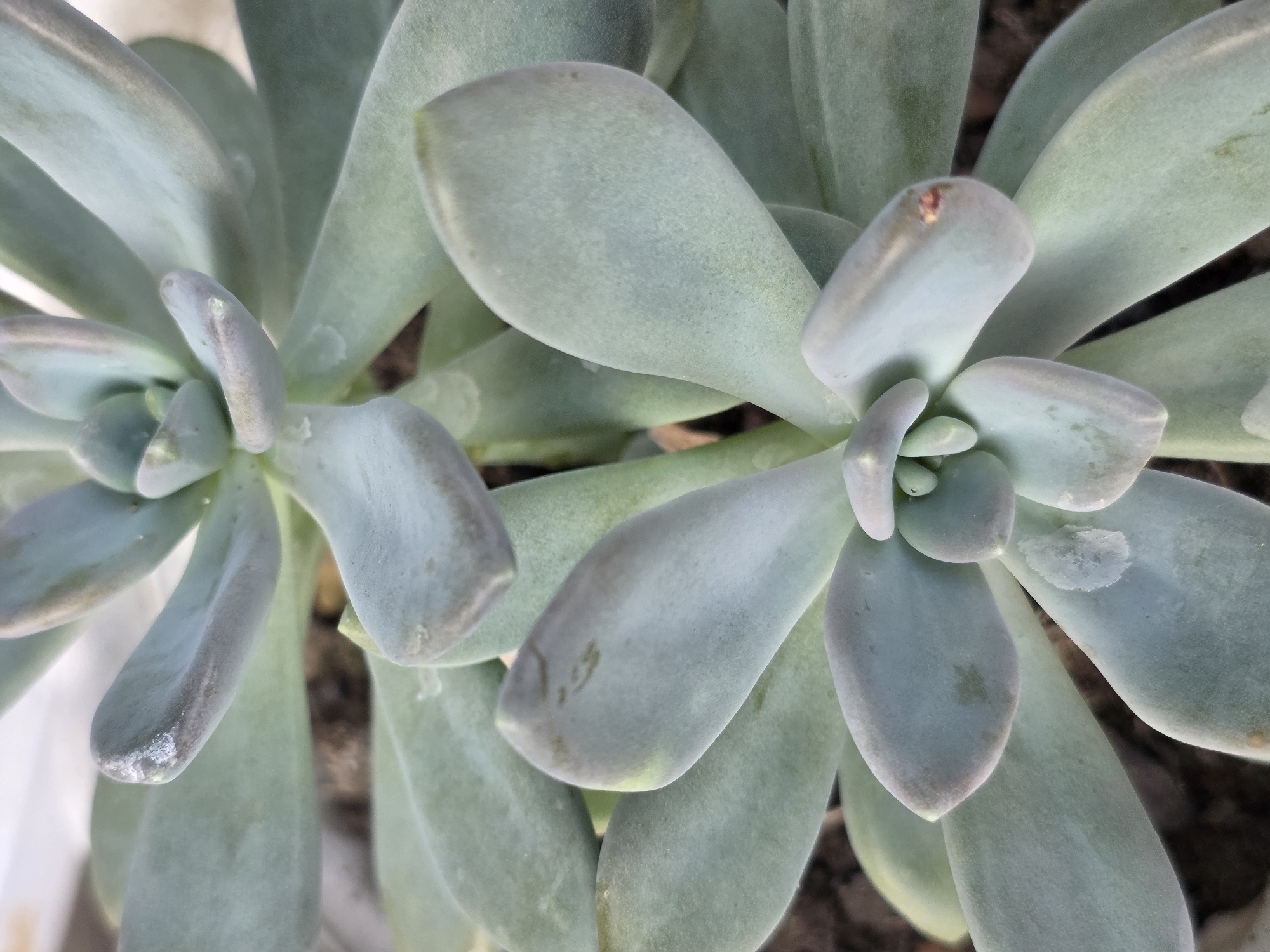 The image shows a close-up, overhead view of a succulent plant with pale green, fleshy leaves arranged in a rosette pattern. The leaves are thick and somewhat elongated, with rounded tips. Some of the leaves have a powdery or waxy coating, and there are a few small, discolored spots and slight damage on some of them. The background is out of focus, showing dark soil and hints of other leaves. The lighting is soft and natural, suggesting an outdoor or well-lit indoor environment. The scene does not depict any specific location within Bireuenmeunasahblang, Indonesia, as no recognizable landmarks or geographical features are visible.