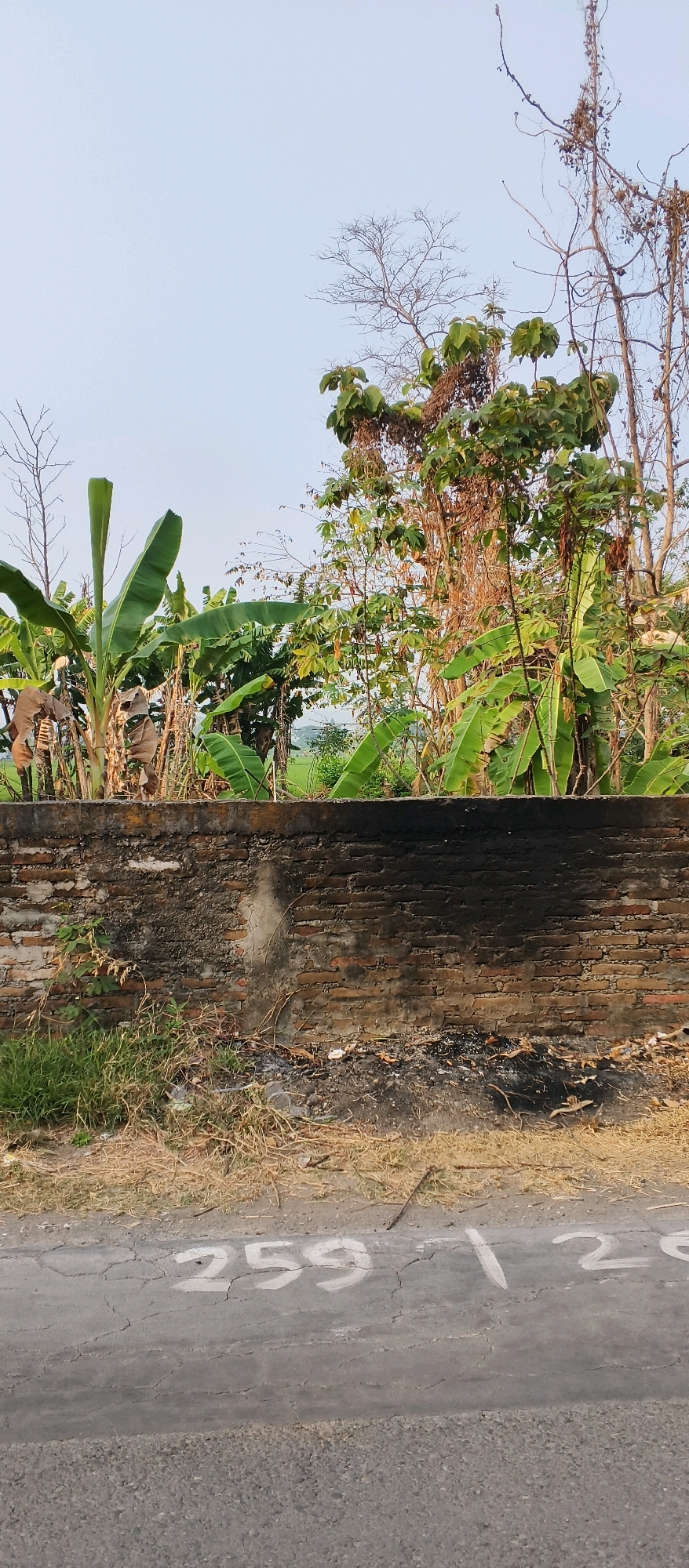 A vertical, medium-shot photograph captures a weathered brick wall topped with lush green banana plants and other foliage under a clear, pale blue sky. The wall, constructed of reddish-brown bricks, is unevenly mortared and shows signs of age and staining. Directly in front of the wall, dry, straw-like grass and some debris are scattered on the ground. The road surface in the foreground is a cracked asphalt with white painted numbers "259 / 26" visible. The background beyond the wall is filled with dense vegetation, including the broad leaves of banana plants and the bare branches of trees, with a hint of a green field visible in the distance. The scene appears to be located in Japanan, Indonesia.