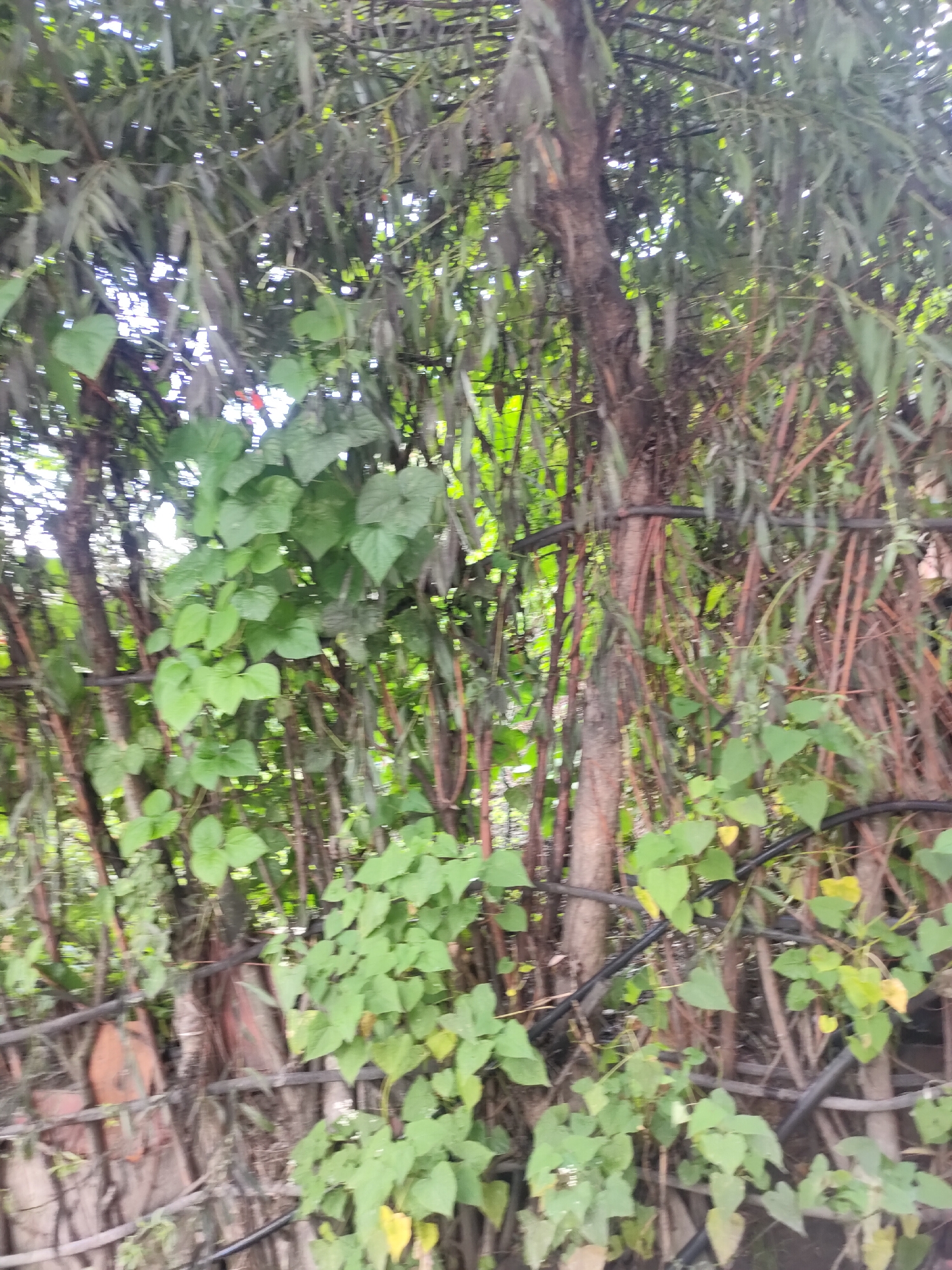 The image shows a dense tangle of trees and vines, with a rustic wooden fence in the foreground. The leaves are predominantly green, with some appearing darker and purplish, possibly indicating a different species or lighting conditions. Several black cables or tubes are visible, running horizontally across the scene, suggesting some form of utility infrastructure or irrigation system. The overall impression is one of natural overgrowth, with elements of man-made structures integrated into the environment. The location is identified as Siumsa, India.