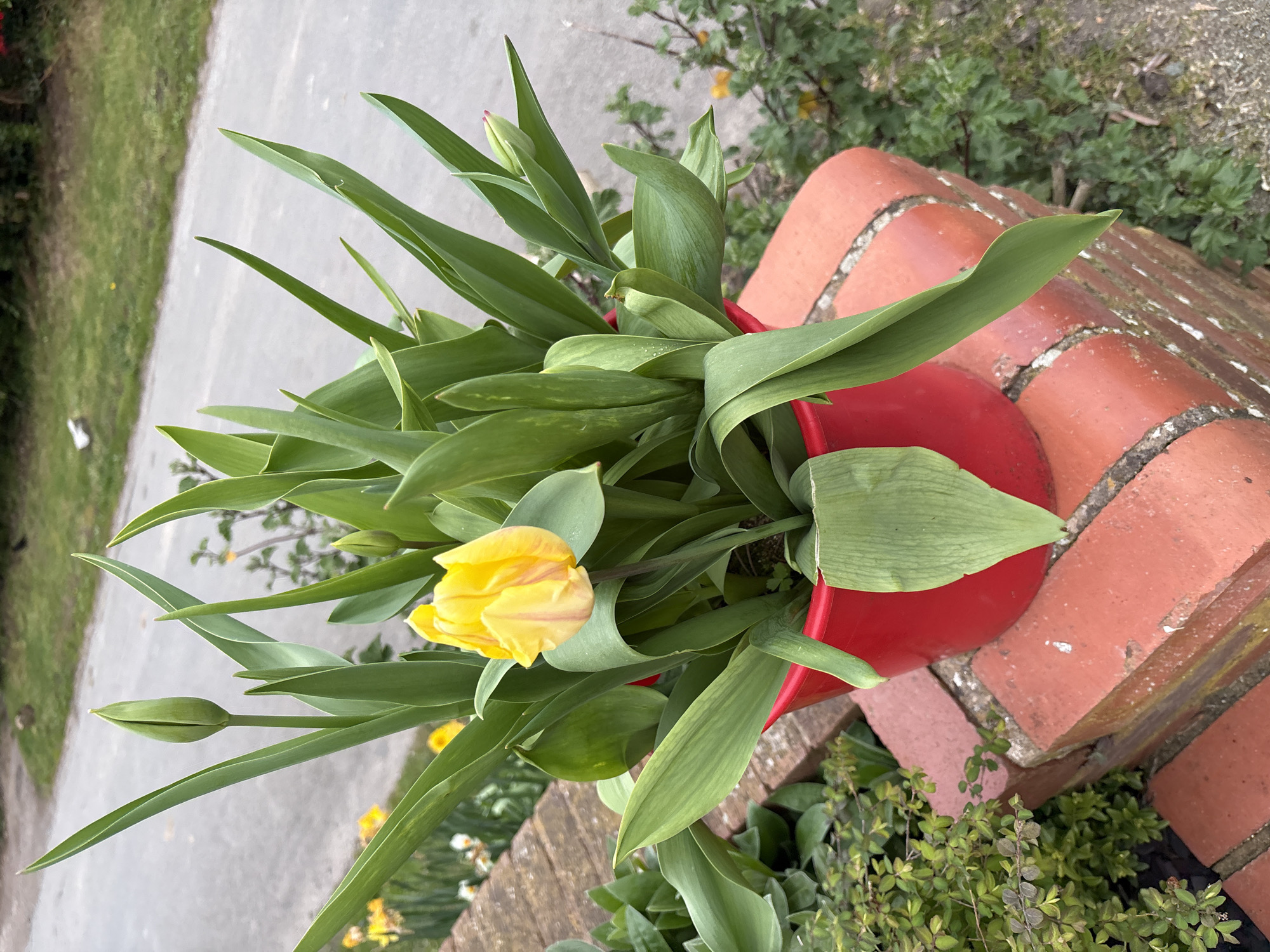 A high-angle, close-up shot depicts a vibrant yellow tulip in full bloom, surrounded by numerous green leaves of the same plant. The plant is potted in a bright red container. The pot sits on a red brick structure, likely a wall, with some additional greenery visible at the base. In the background to the left, a grey paved area or sidewalk is visible, bordering a green grassy area. The location is likely Longden, United Kingdom. There is no evidence of people or interactions.