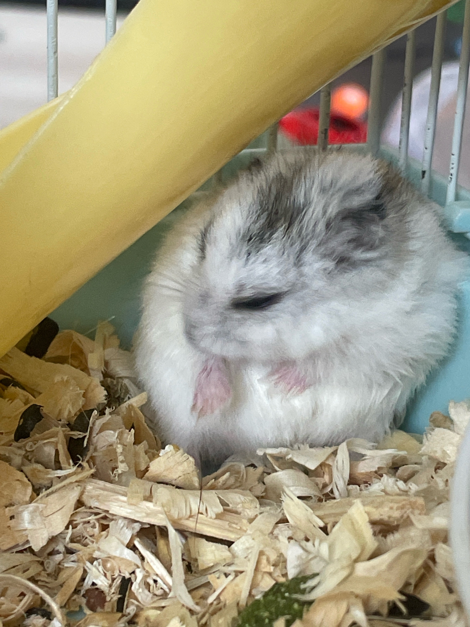 A close-up shot captures a dwarf hamster nestled in wood shavings within a cage. The hamster, predominantly white with gray markings on its head, is curled up with its eyes closed and paws tucked in, appearing to be sleeping or resting. A yellow tube is visible in the upper left corner, casting a shadow. The background is out of focus, showing the metallic bars of the cage and a blurred orange object. The image does not provide any information about the city of Baranovka, Russia.